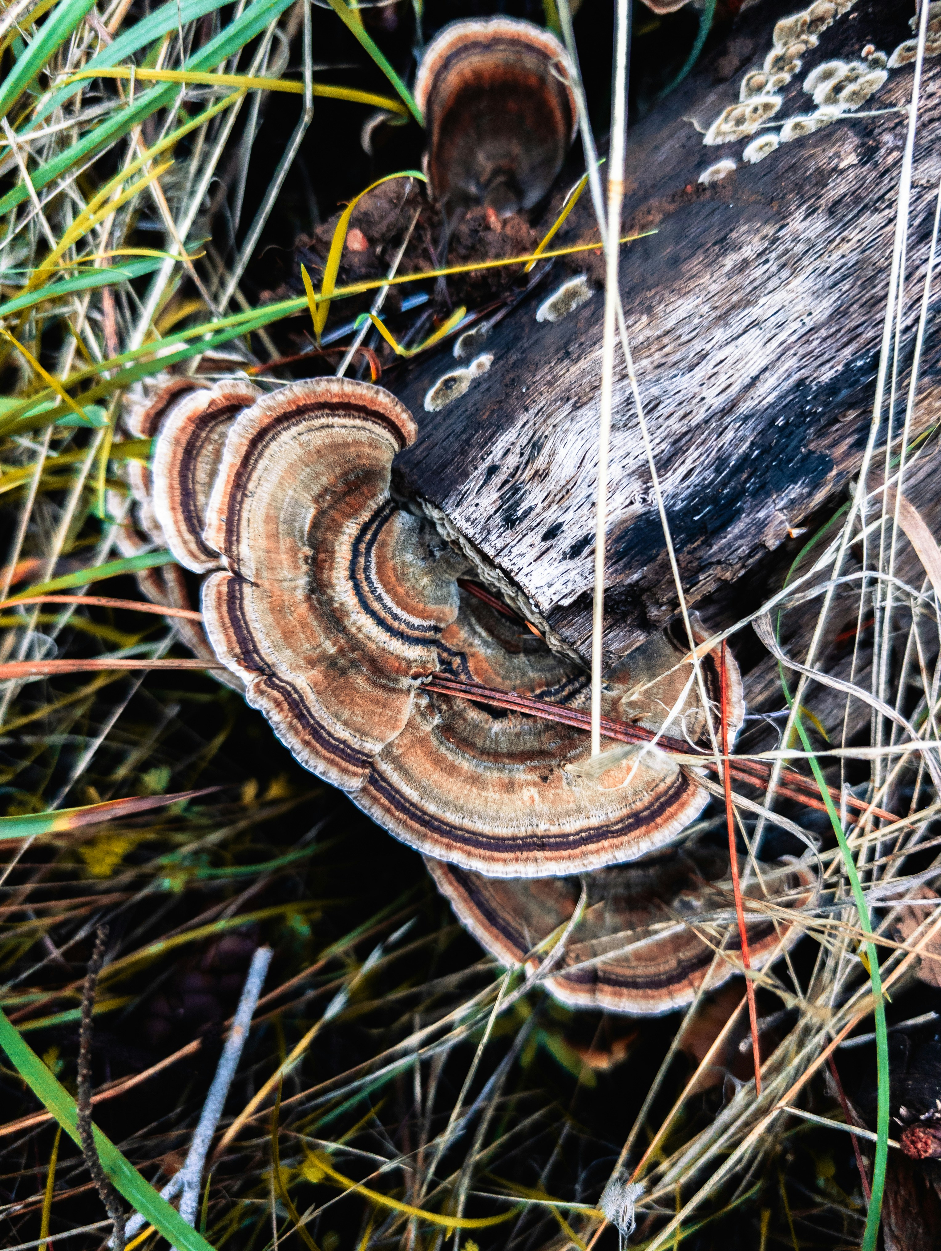 Anillos concéntricos en un hongo de estantería sobre un tronco