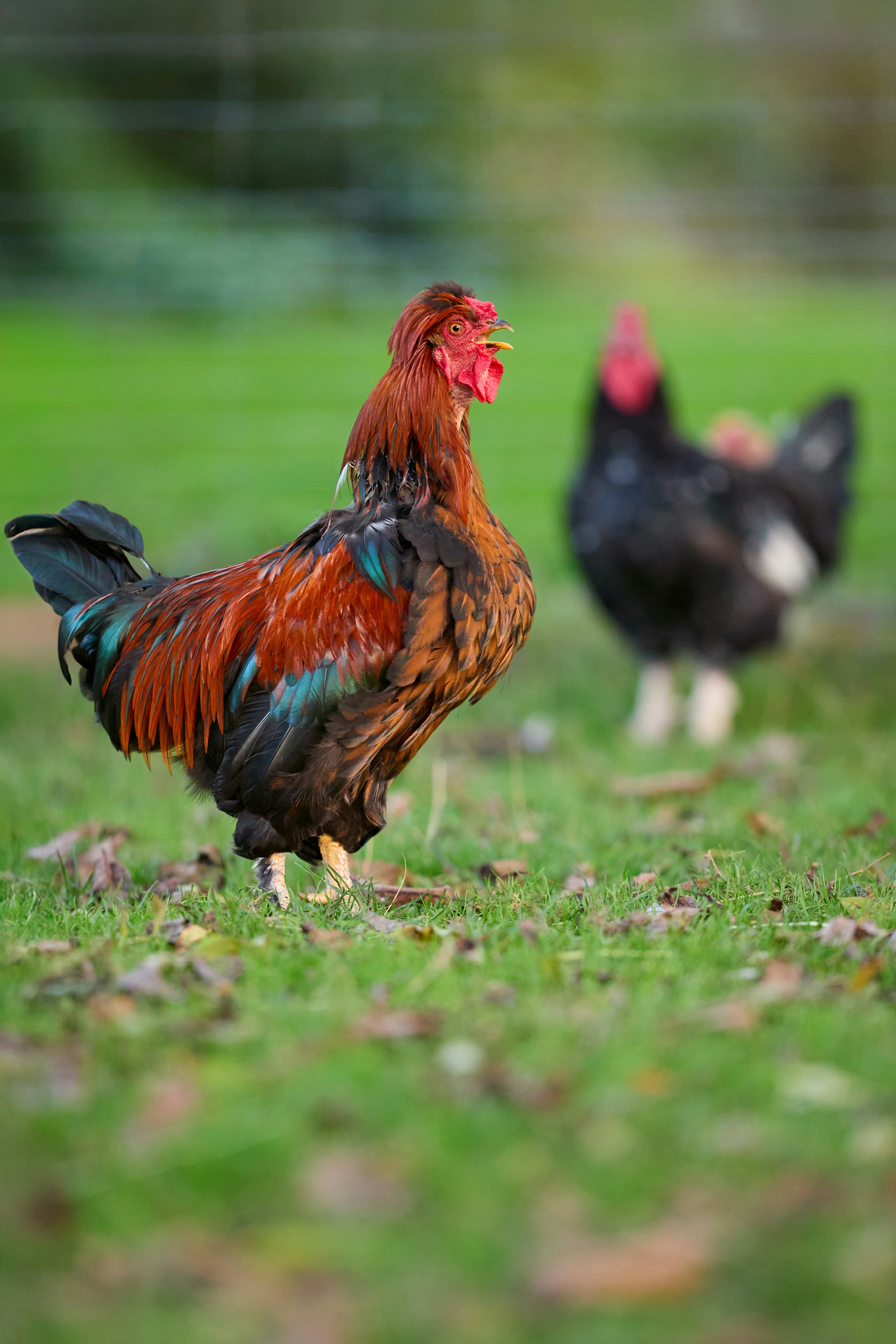 Photo by erwinbosman