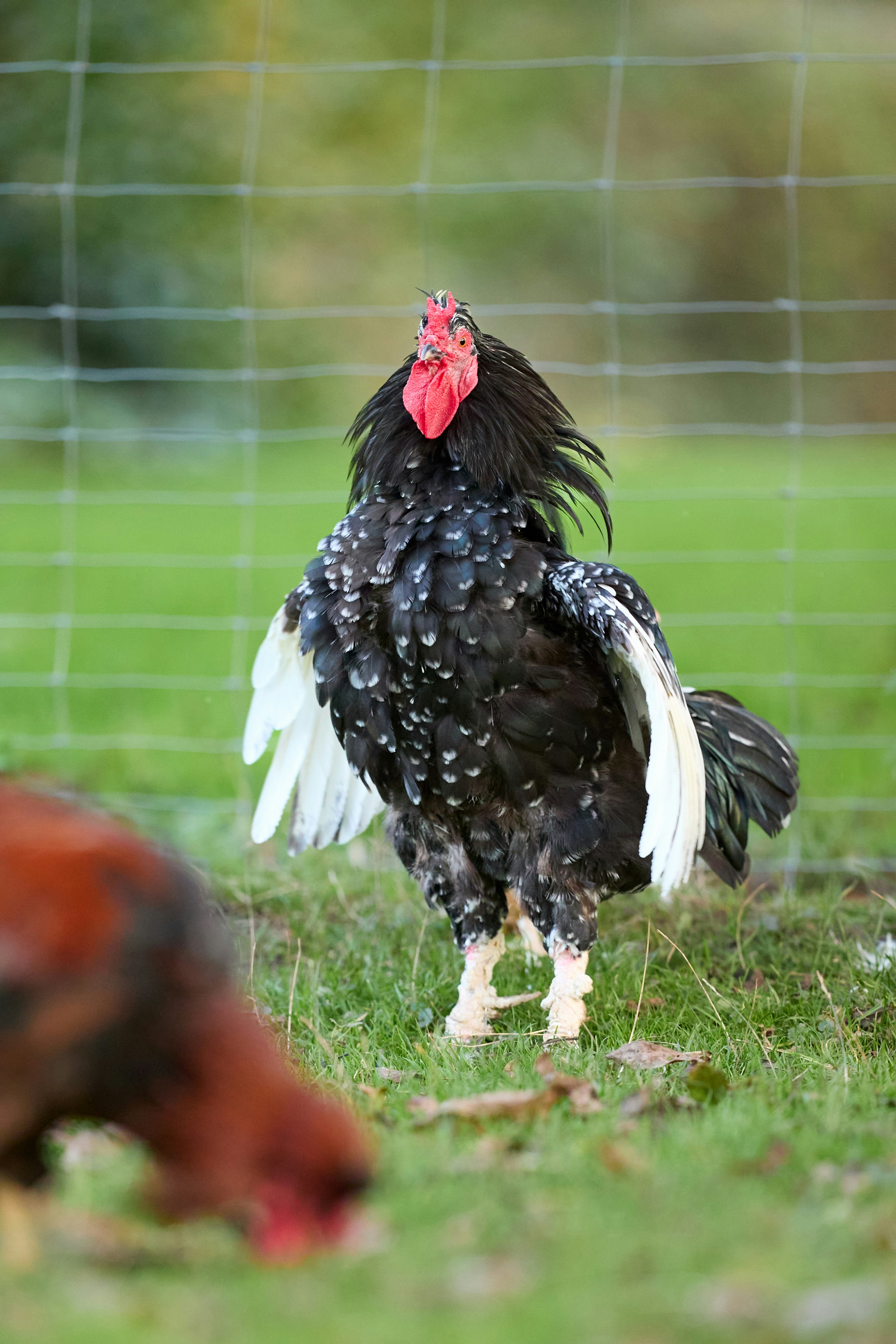 Photo by erwinbosman