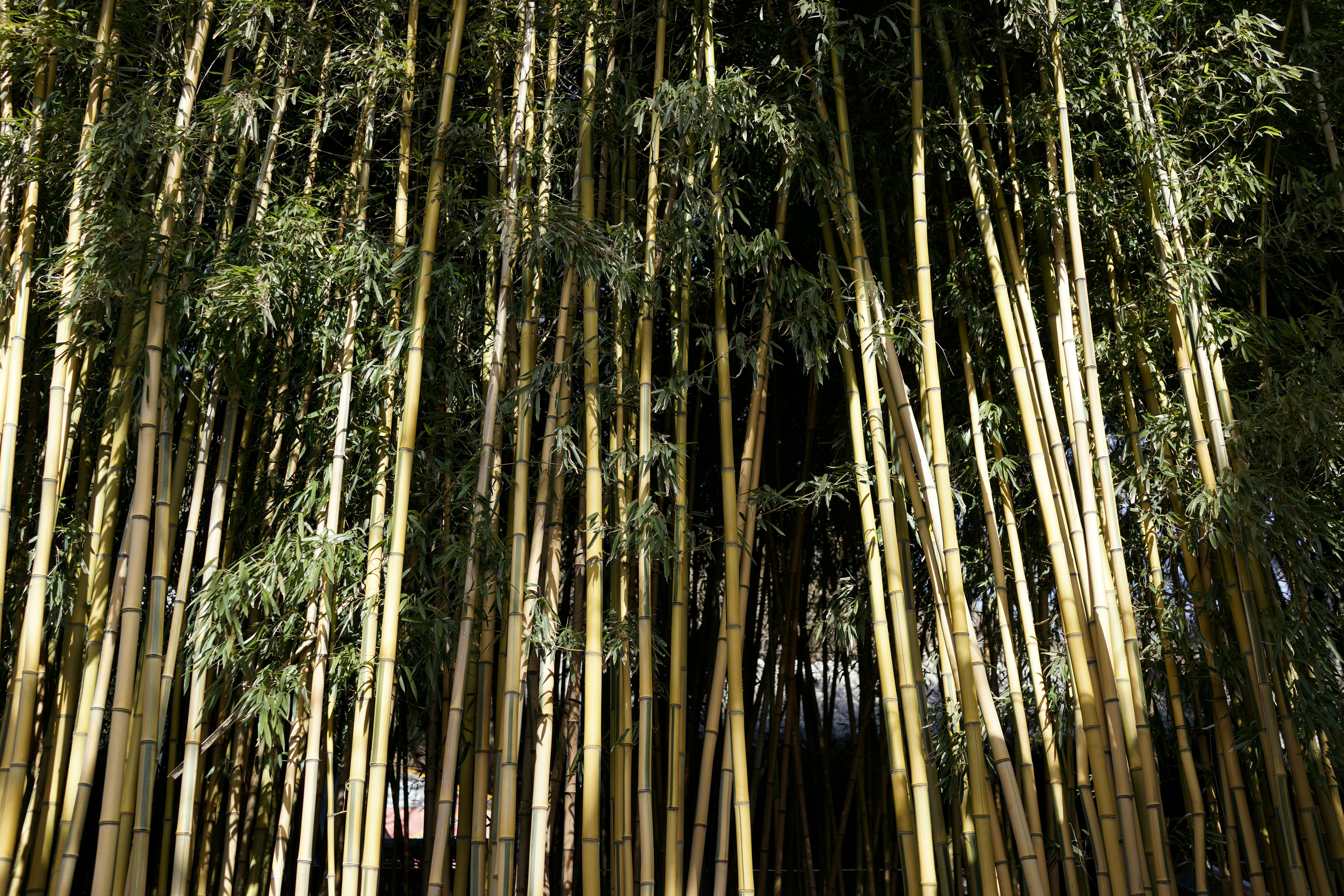 forest wallpaper serene, wallpaper, Camping Detox: Benefits of Unplugging in Nature 3