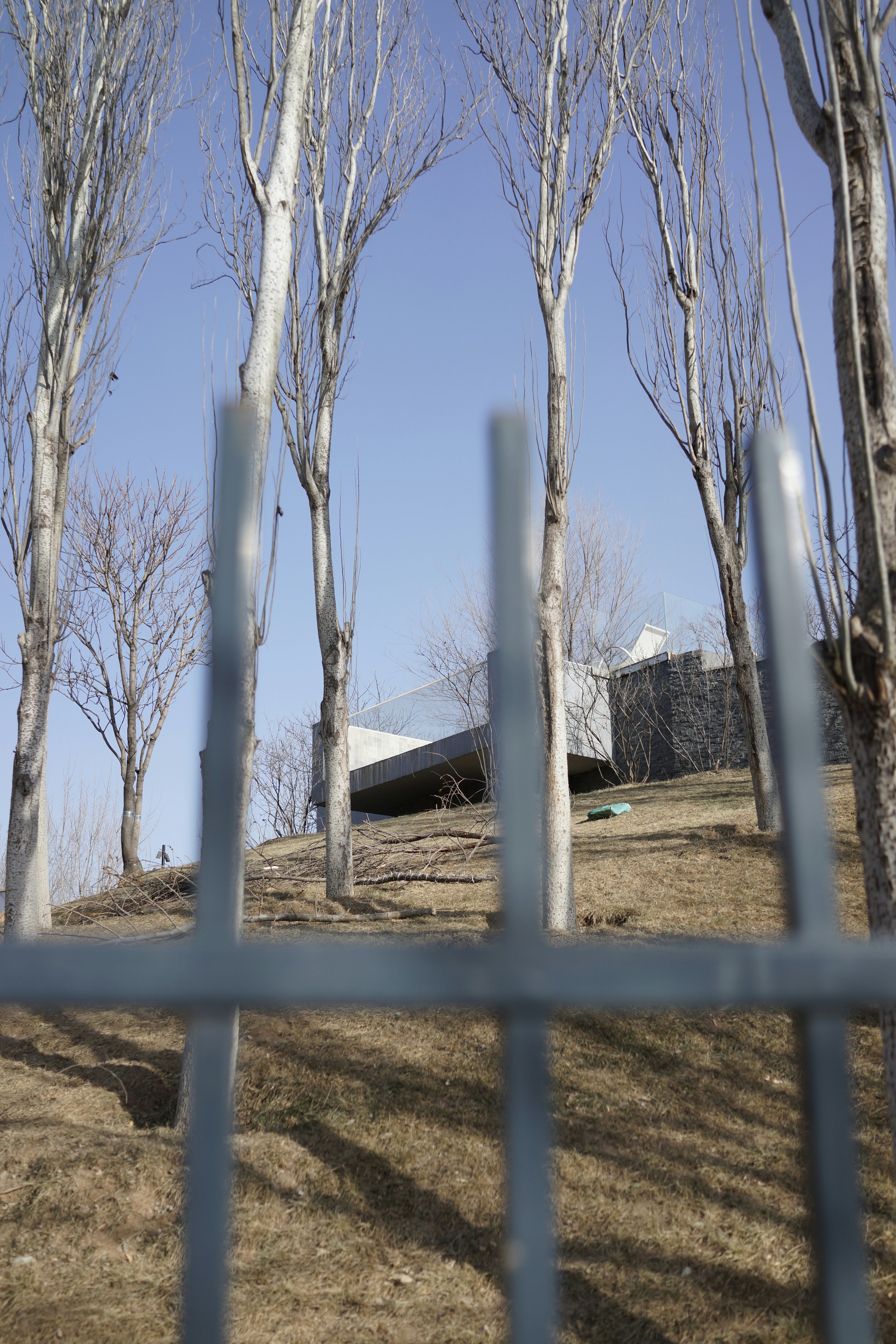 Bare trees and modern building behind fence