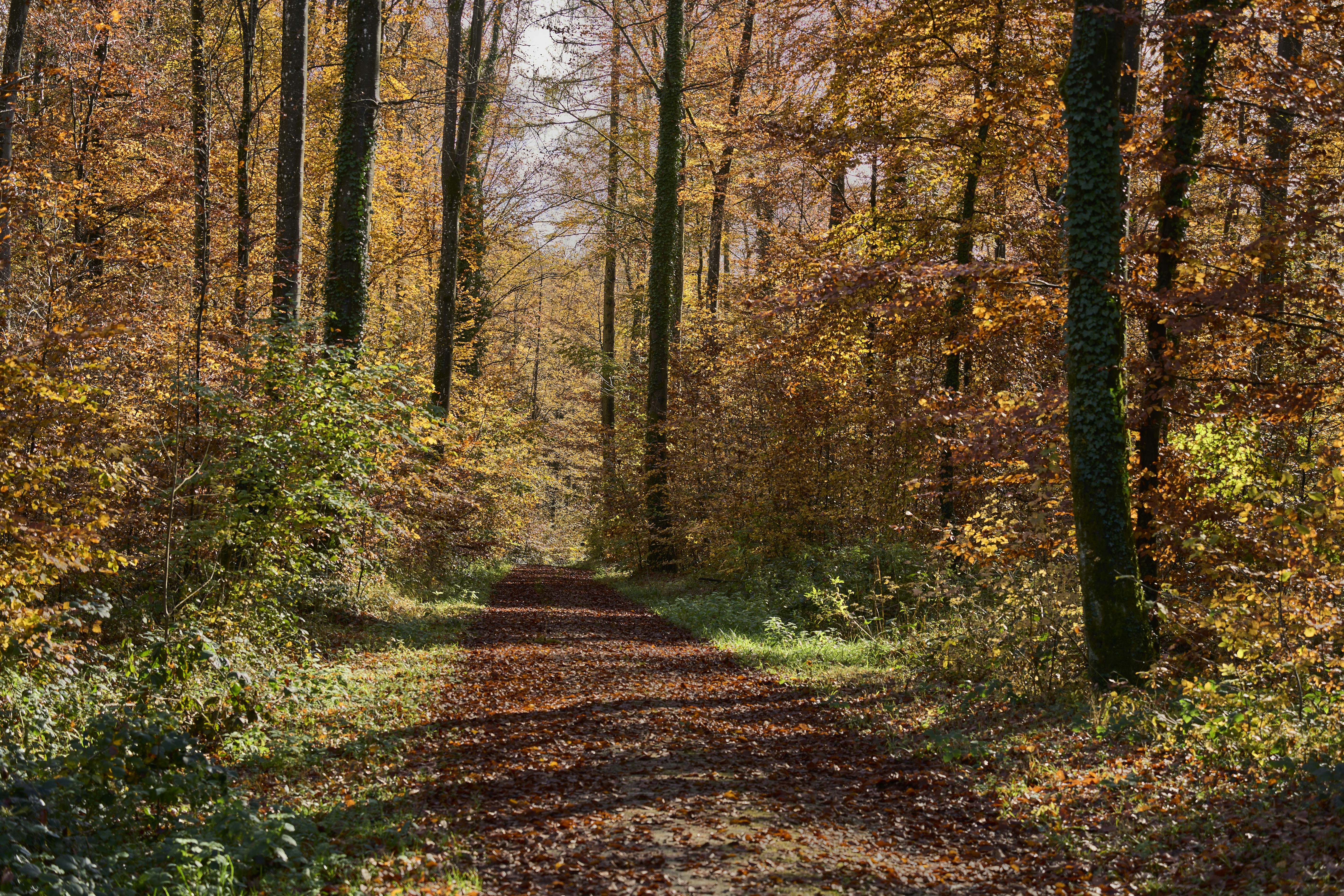 Photo by wolfgang_hasselmann