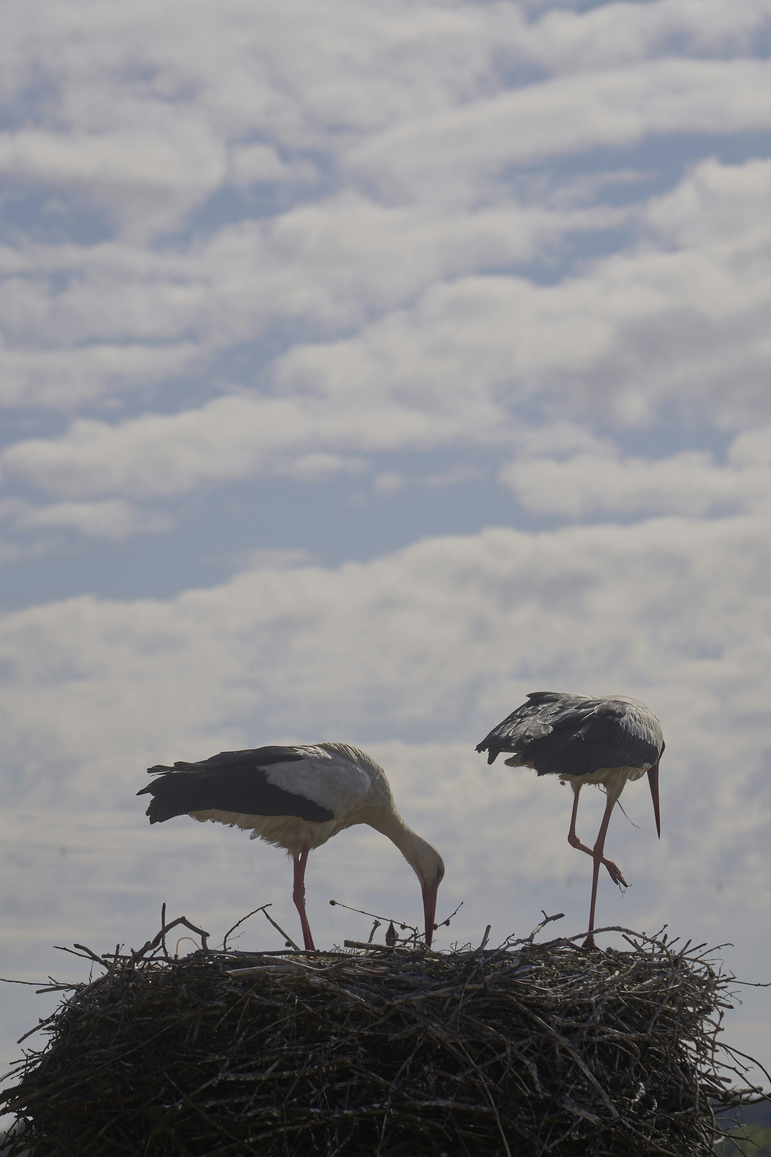 Photo by wolfgang_hasselmann