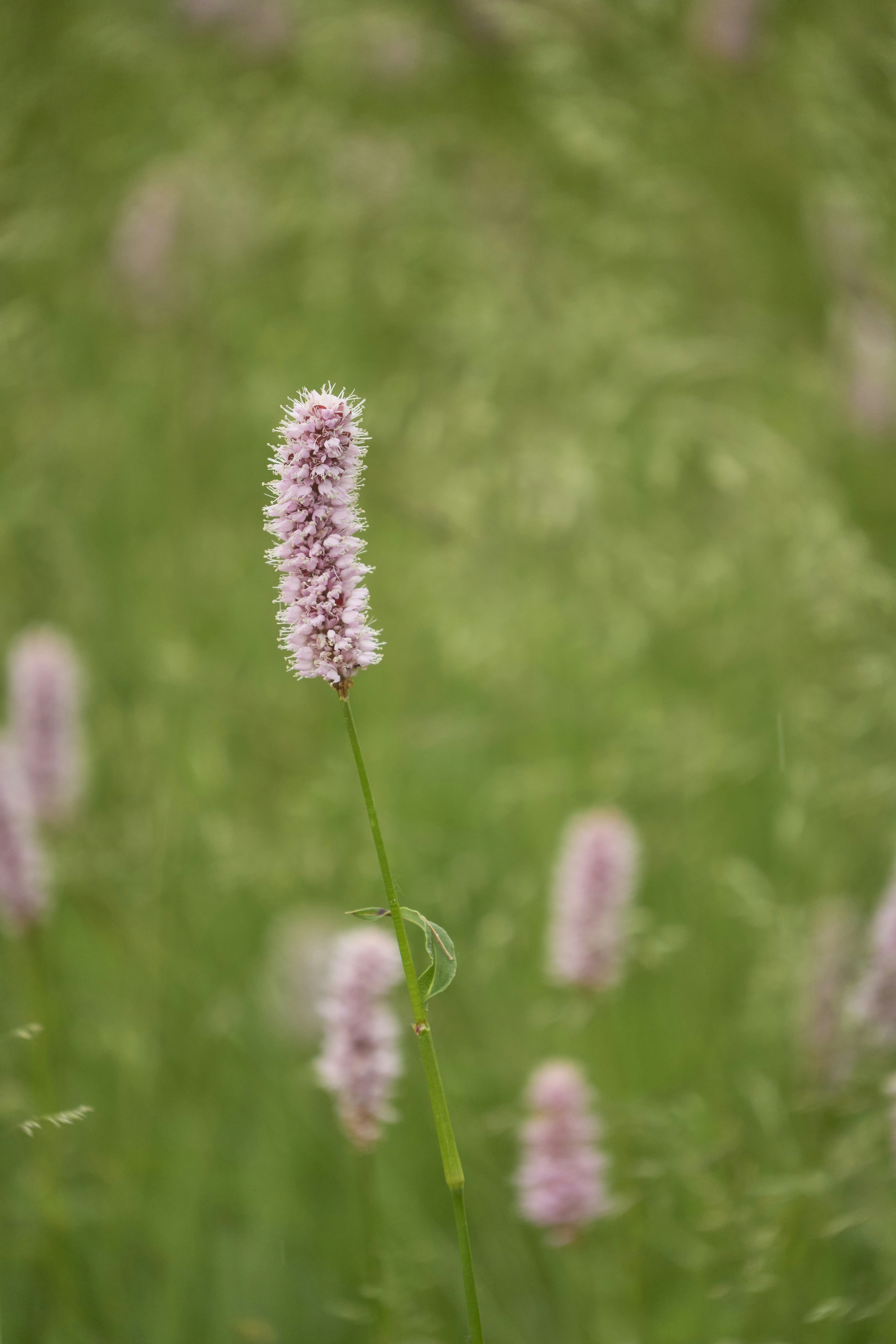 Photo by wolfgang_hasselmann