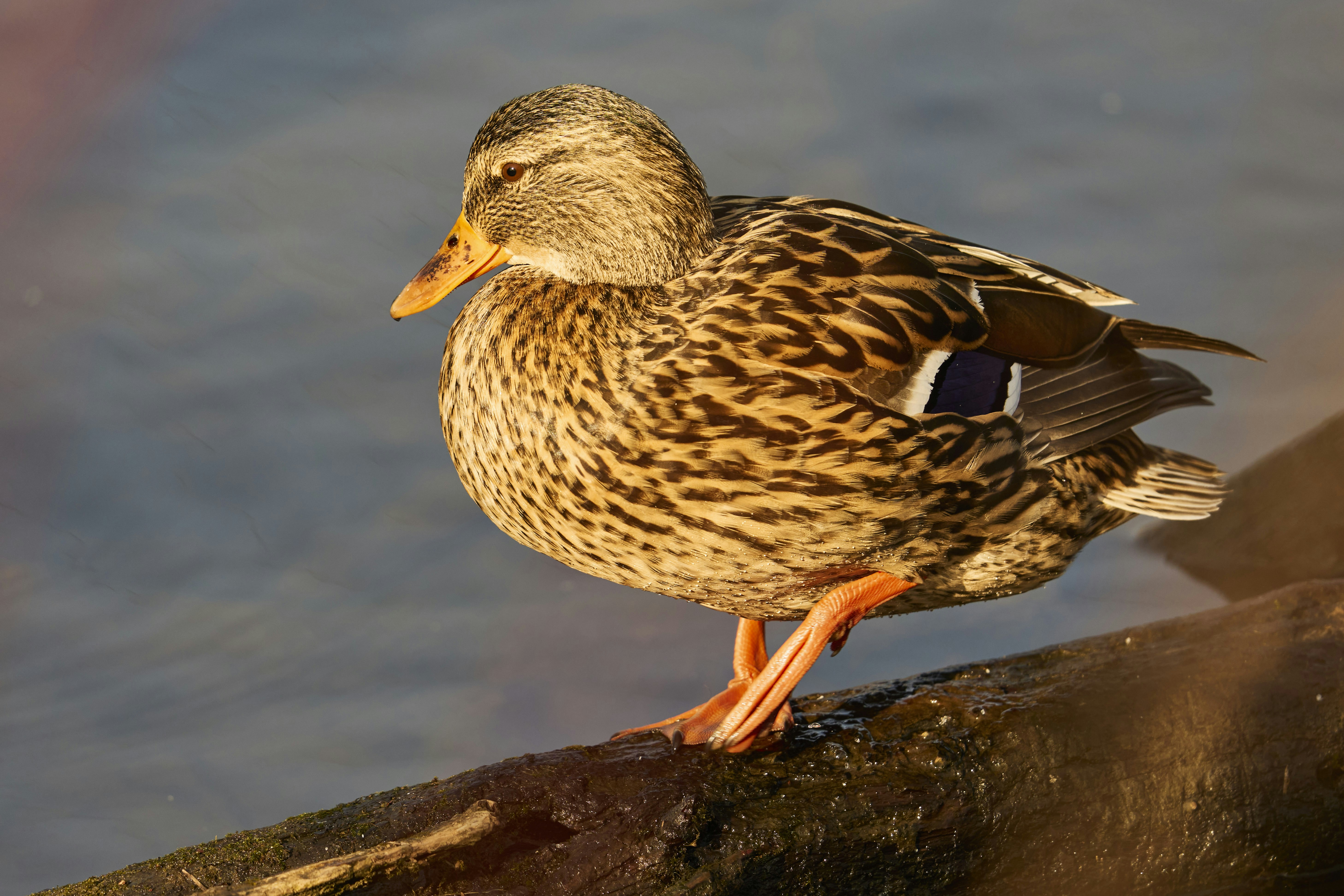 Photo by wolfgang_hasselmann