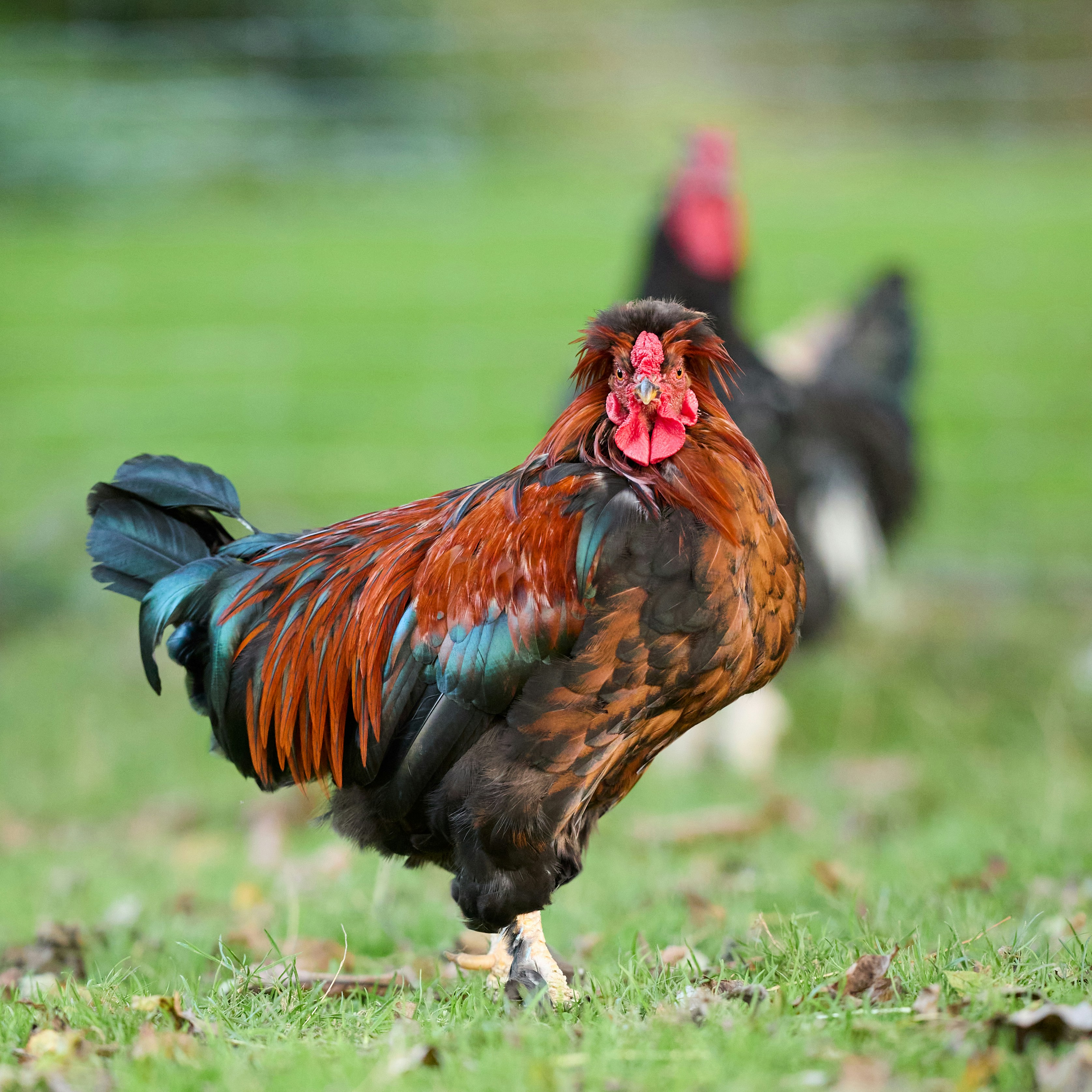 Photo by erwinbosman