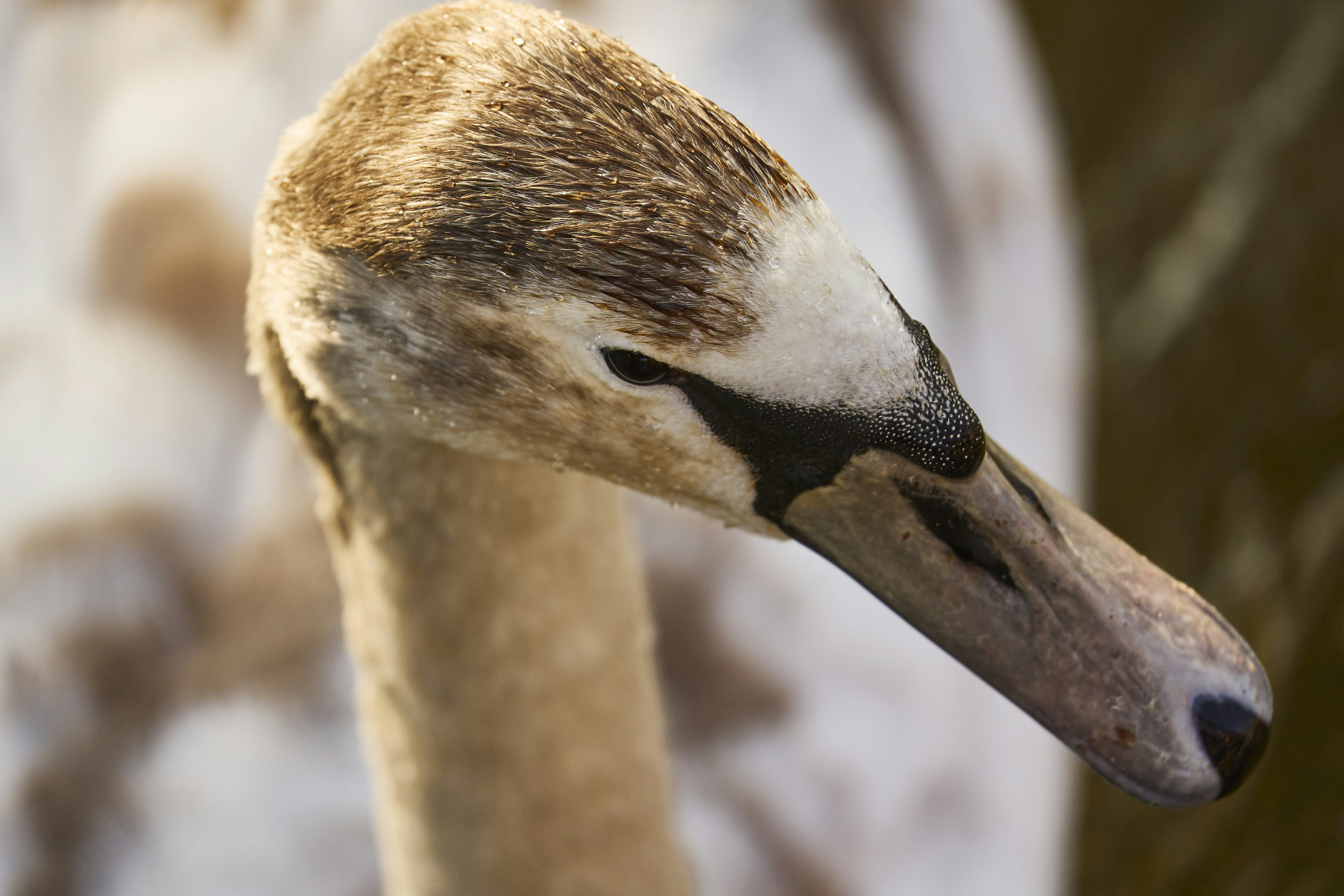 Close-up of a young swan's head and neck.