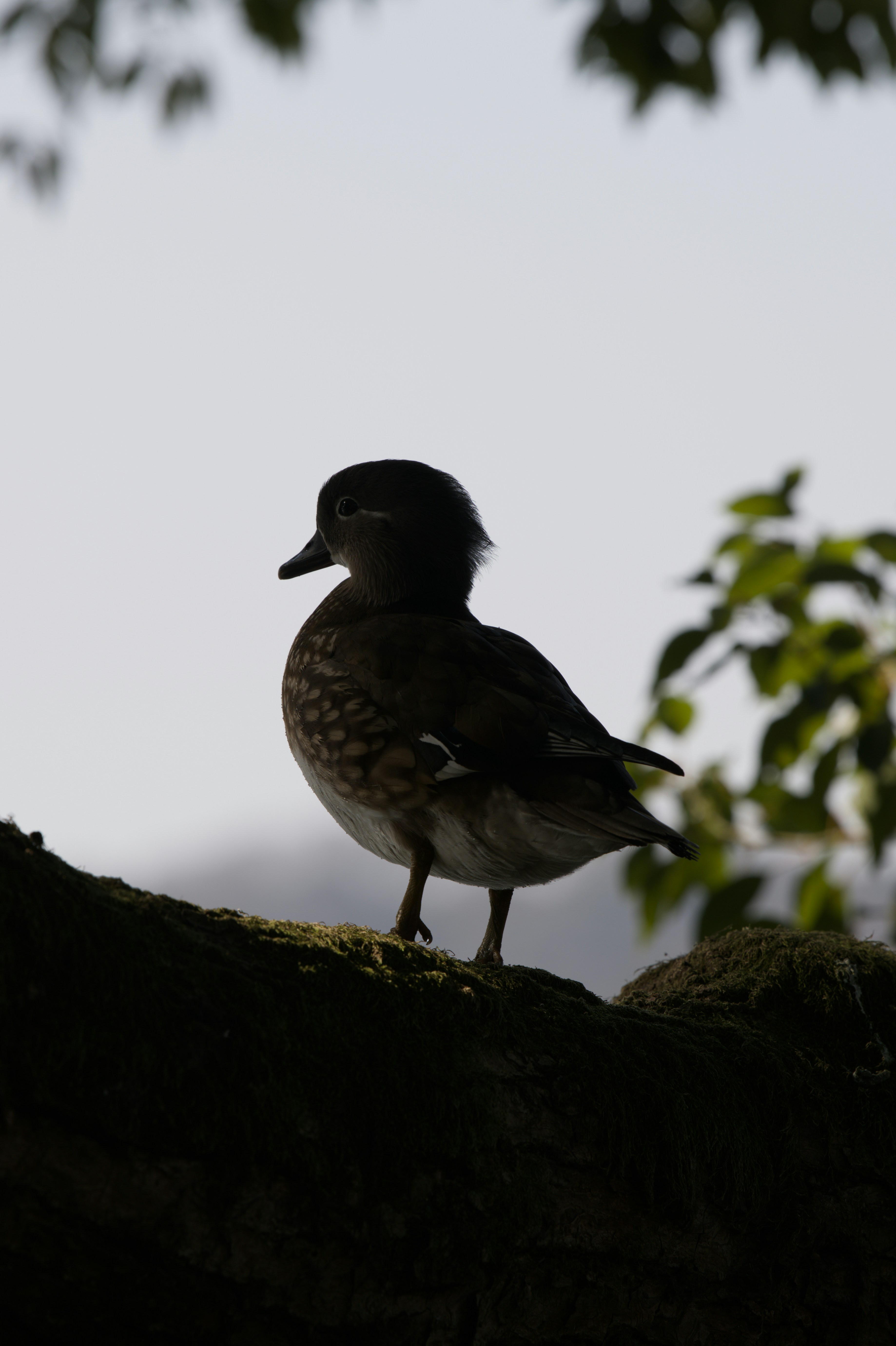 Un pato está de pie sobre una rama cubierta de musgo.