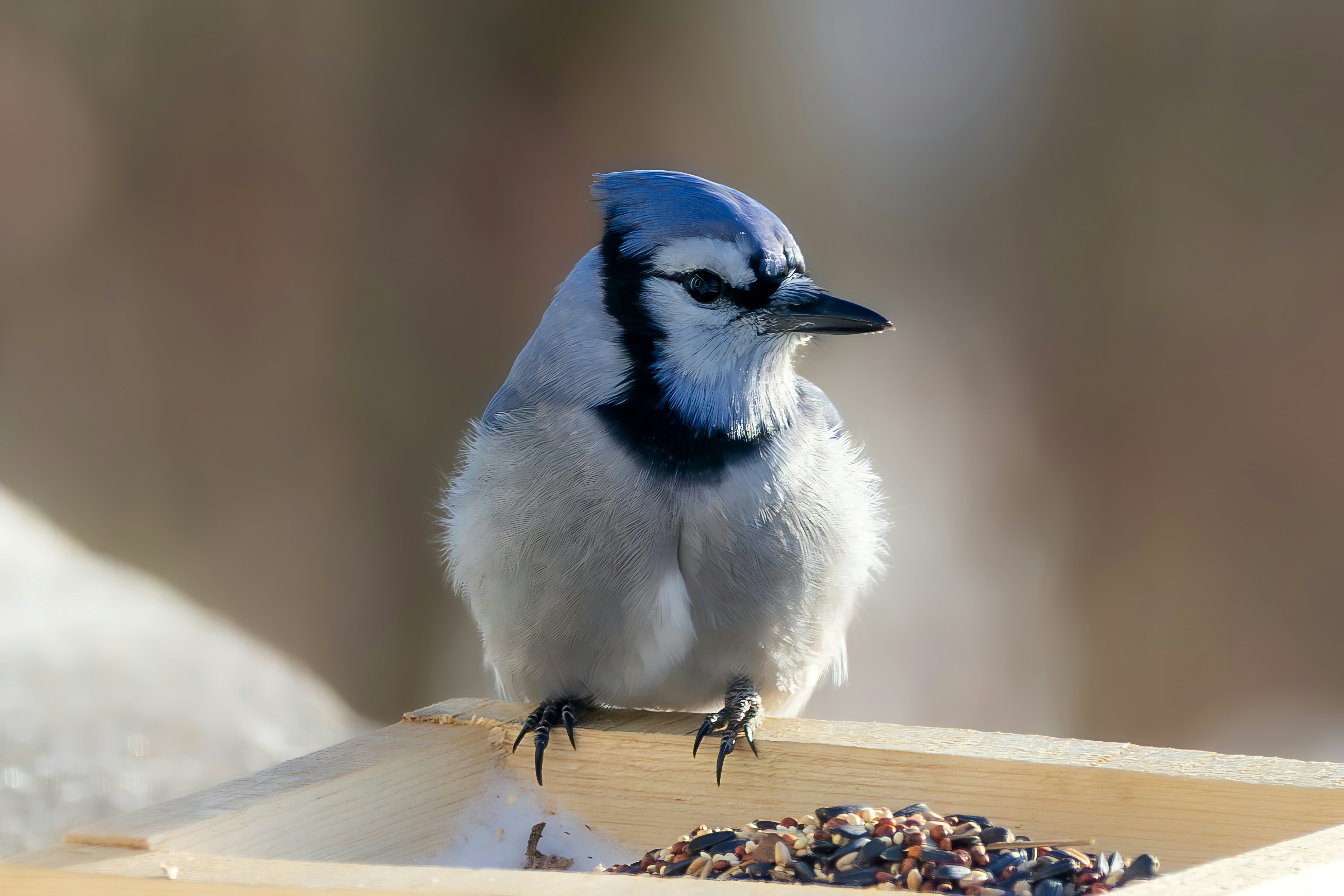 A blue jay sits on a wooden feeder with seeds.
