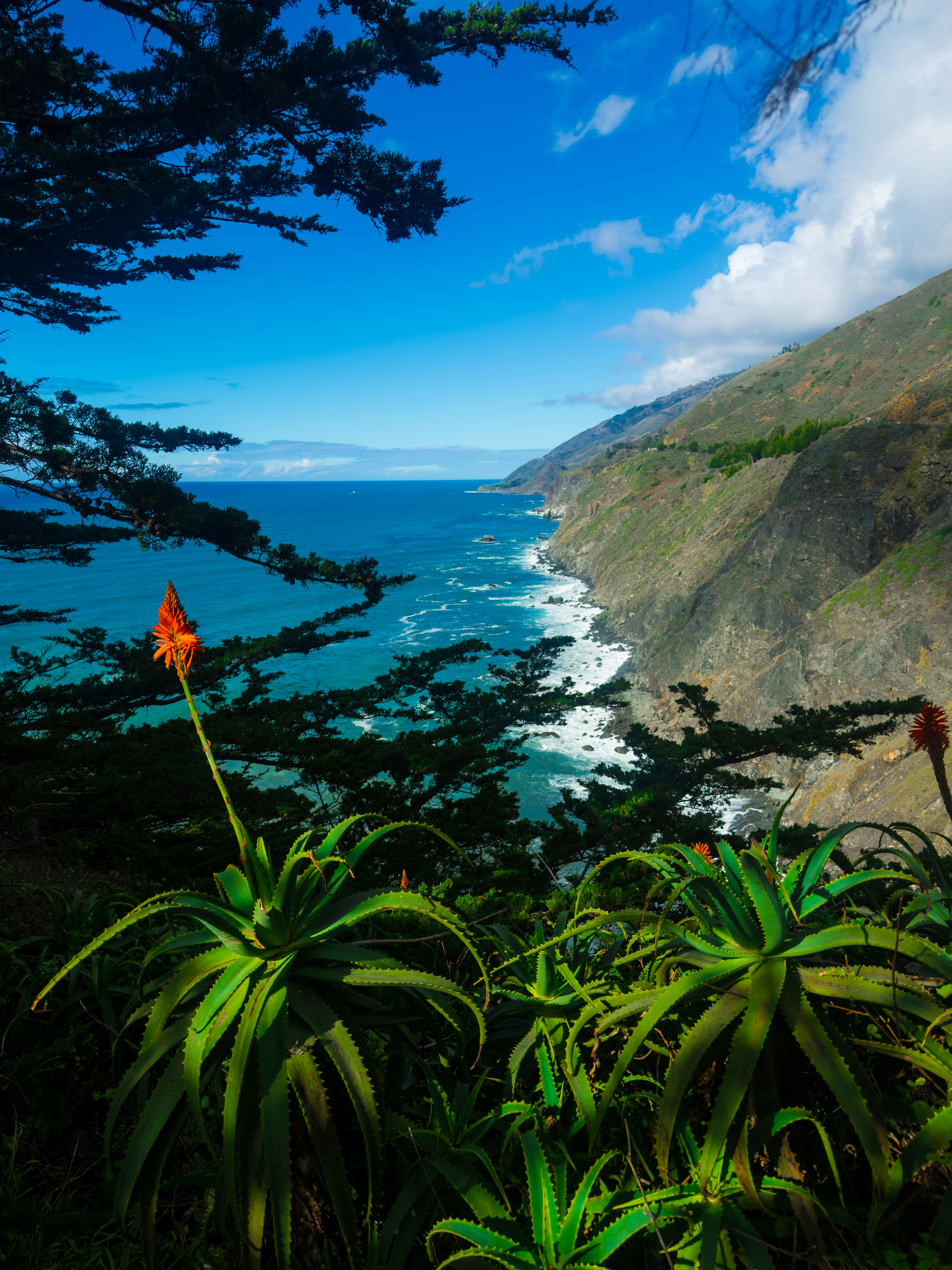 Coastal cliffs and ocean with lush green plants