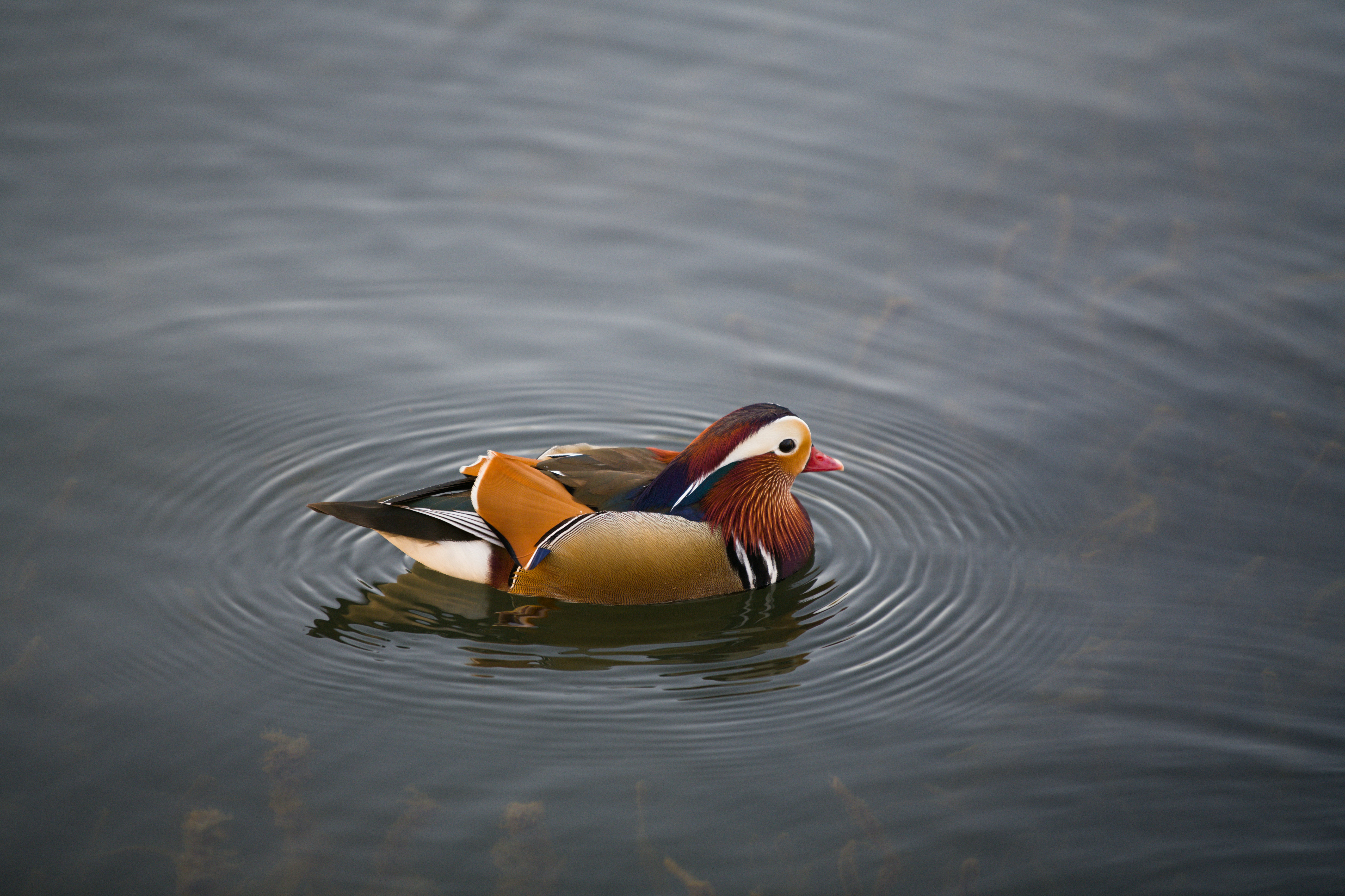 Un pato mandarín nada en aguas tranquilas.