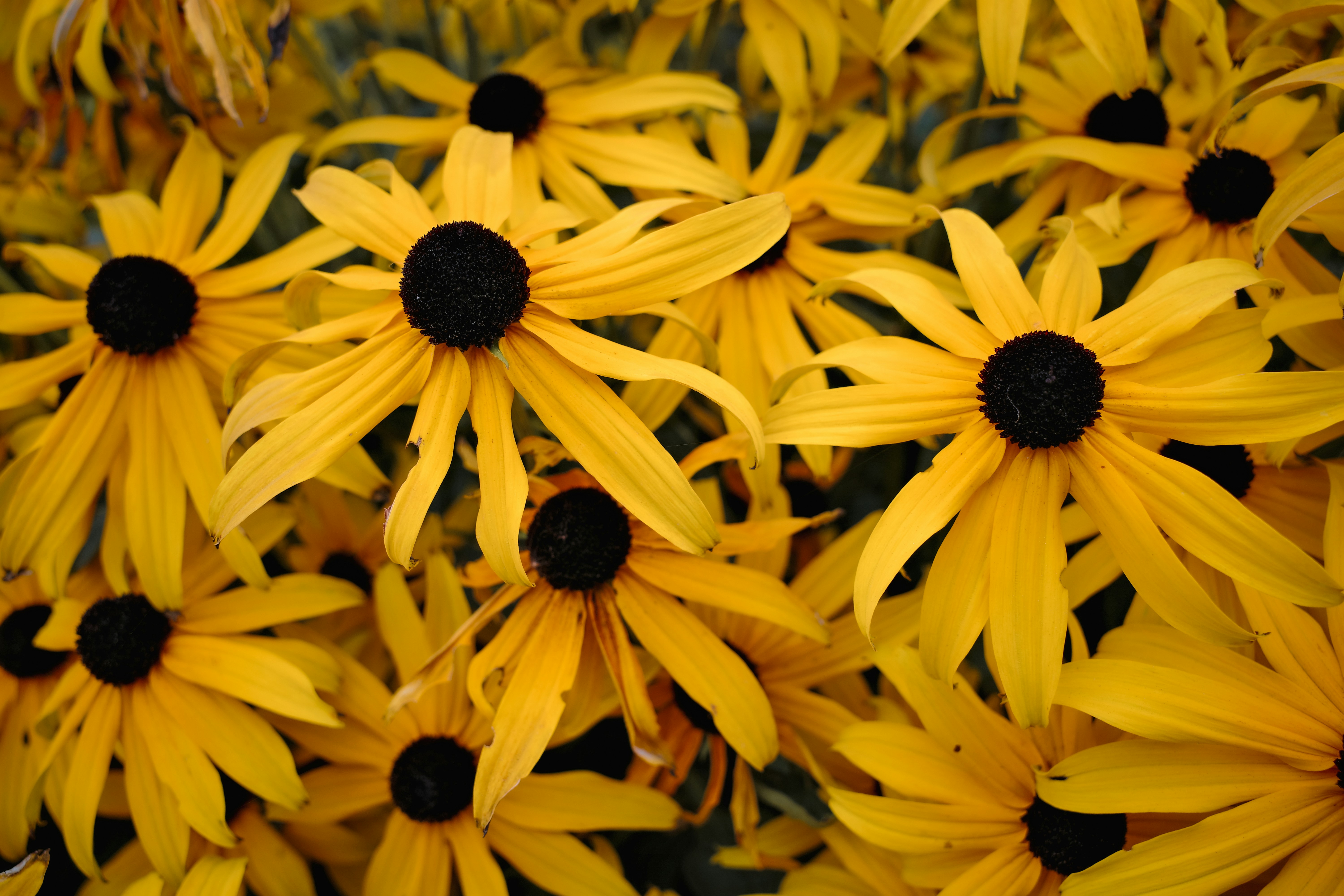 A cluster of bright yellow black-eyed susans.
