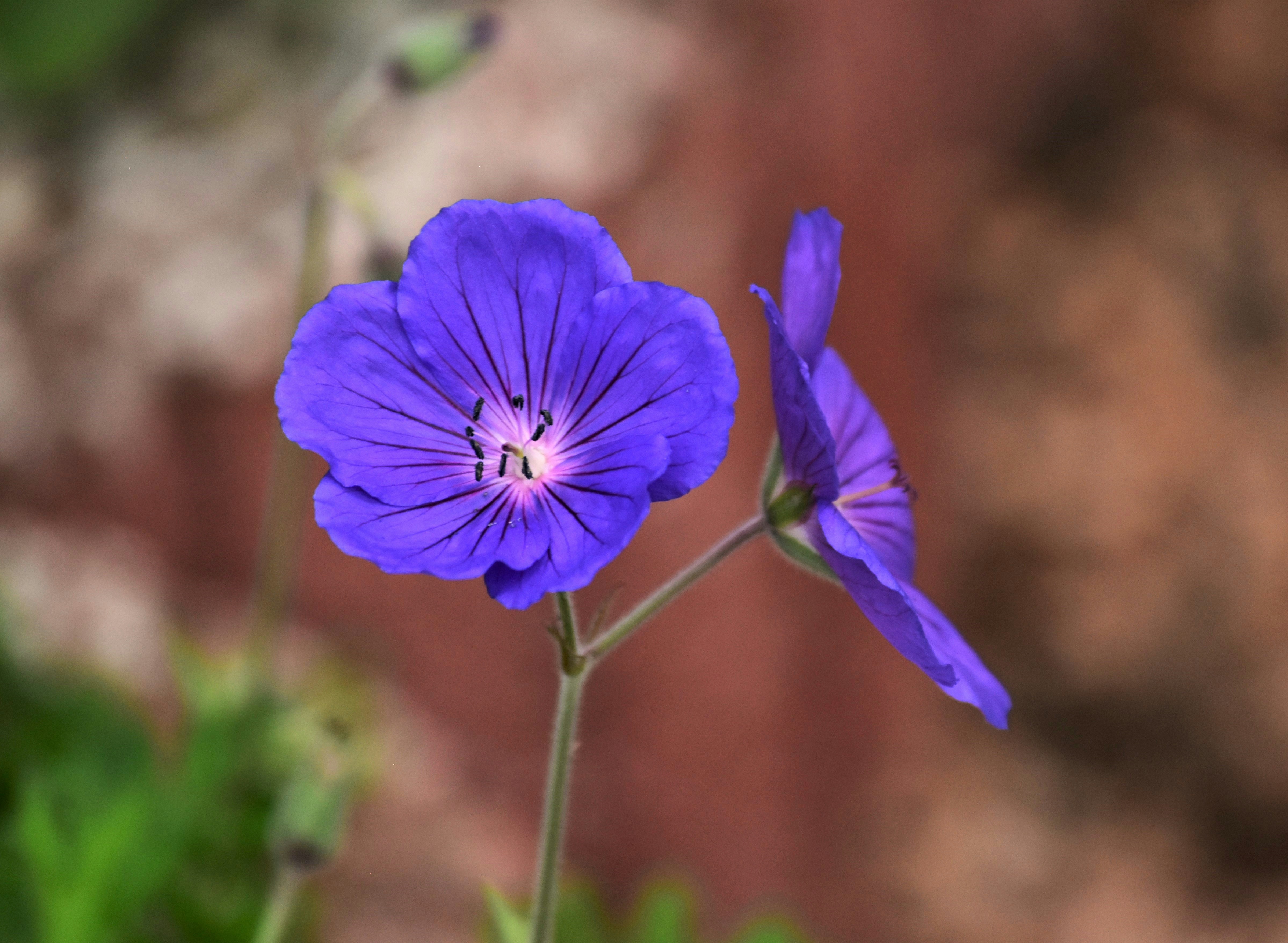 Photo by danielelarosa