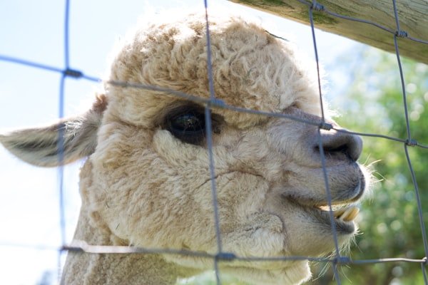 A fluffy alpaca peeking through a wire fence