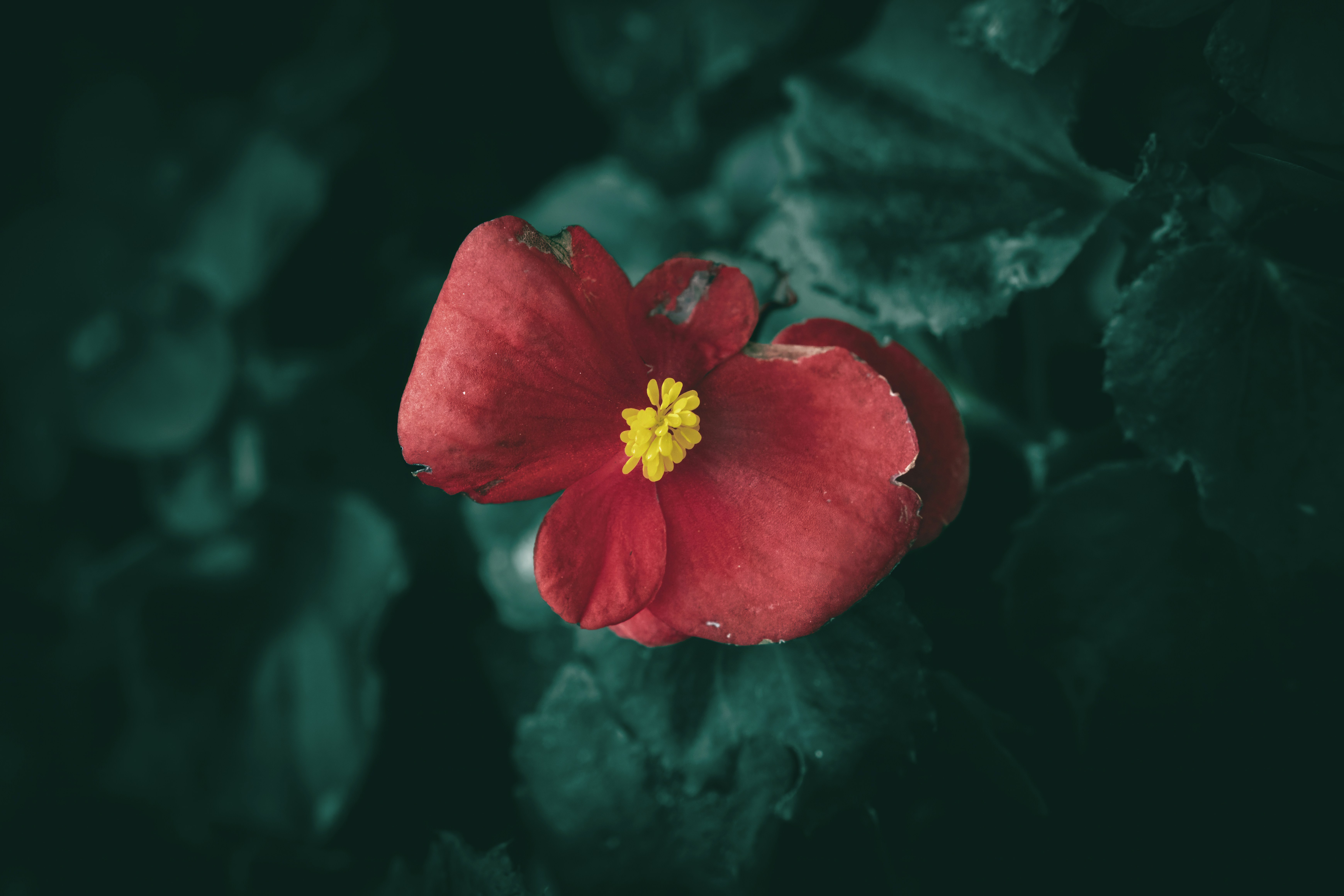 A single red flower with a yellow center.
