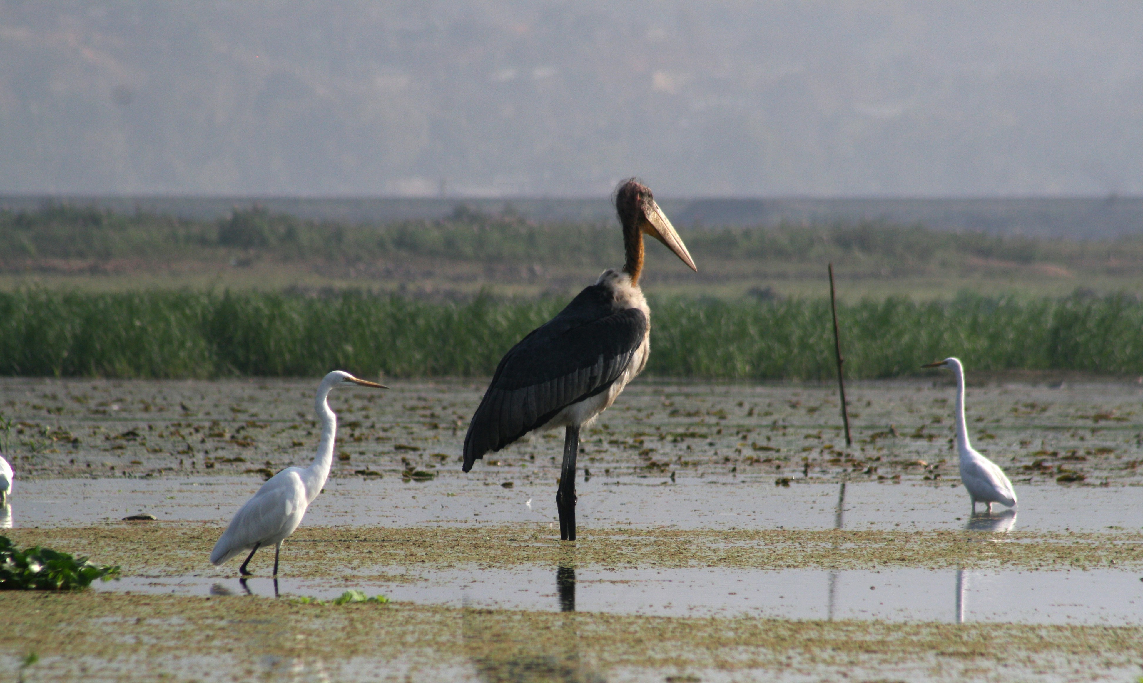 Large stork stands among egrets in shallow water.