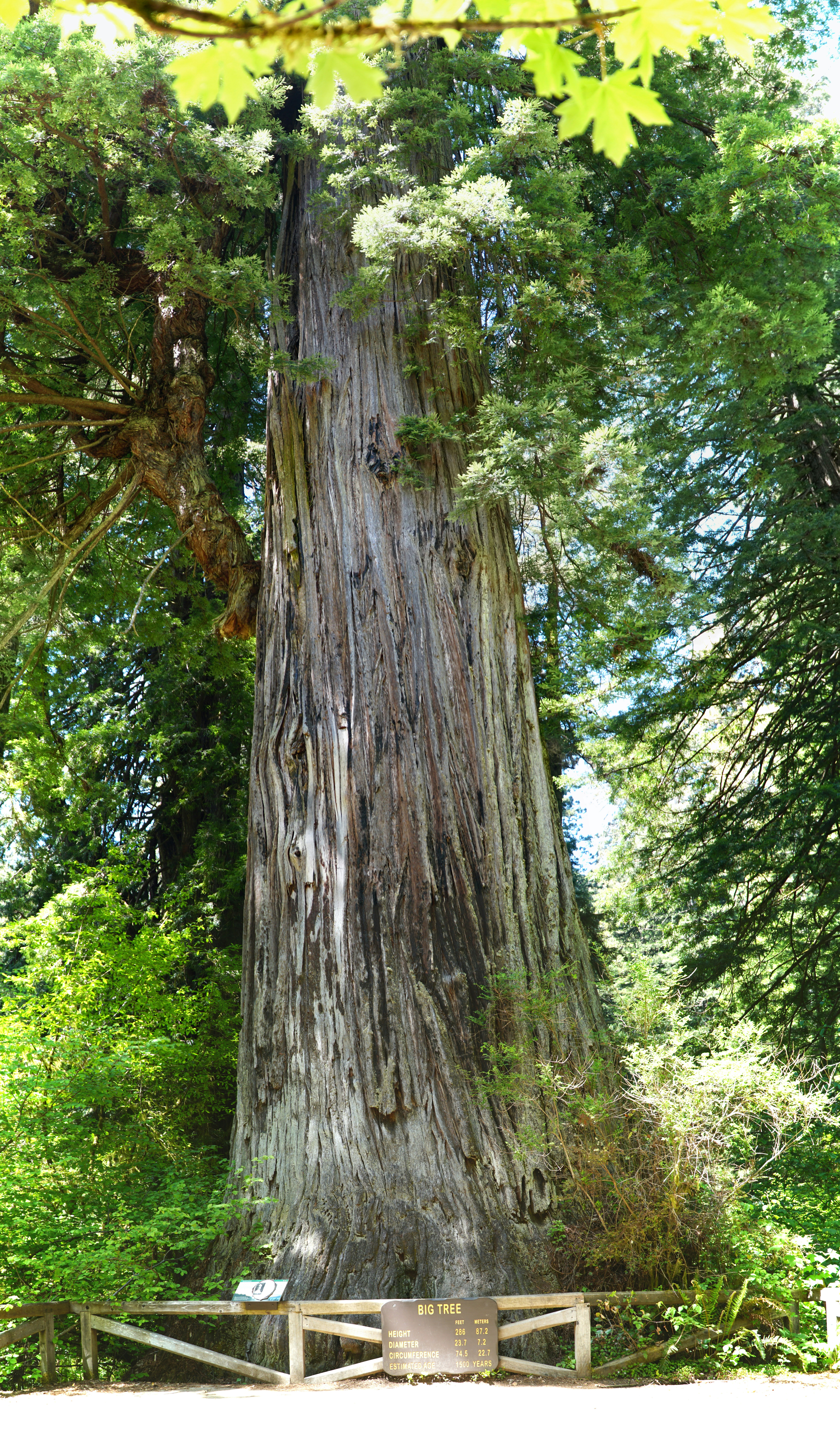 Uma enorme sequoia com cerca de madeira e placa.