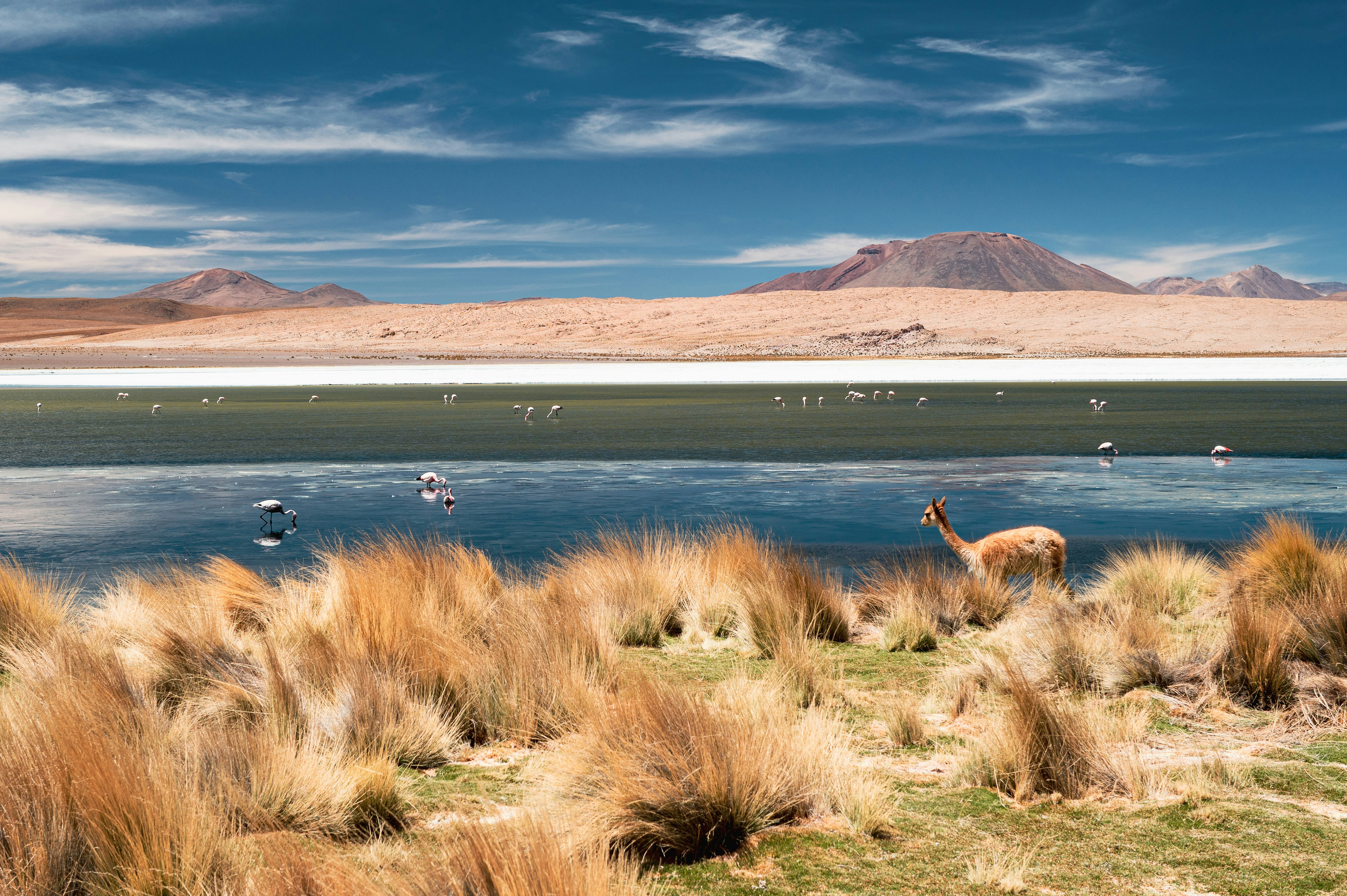 Flamingos and vicuña in a scenic andean landscape.