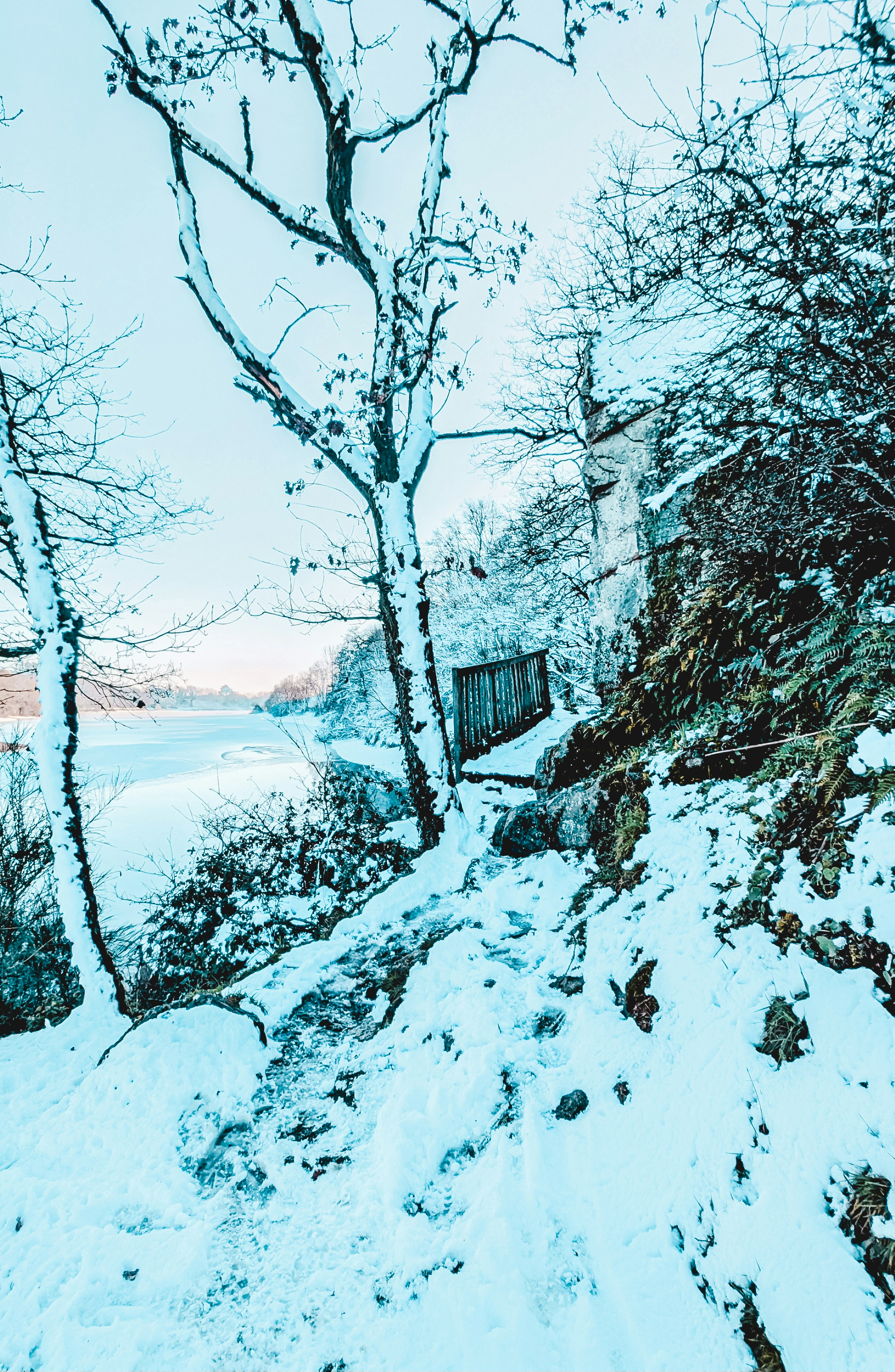 Snow-covered trees and path leading to a wooden bridge