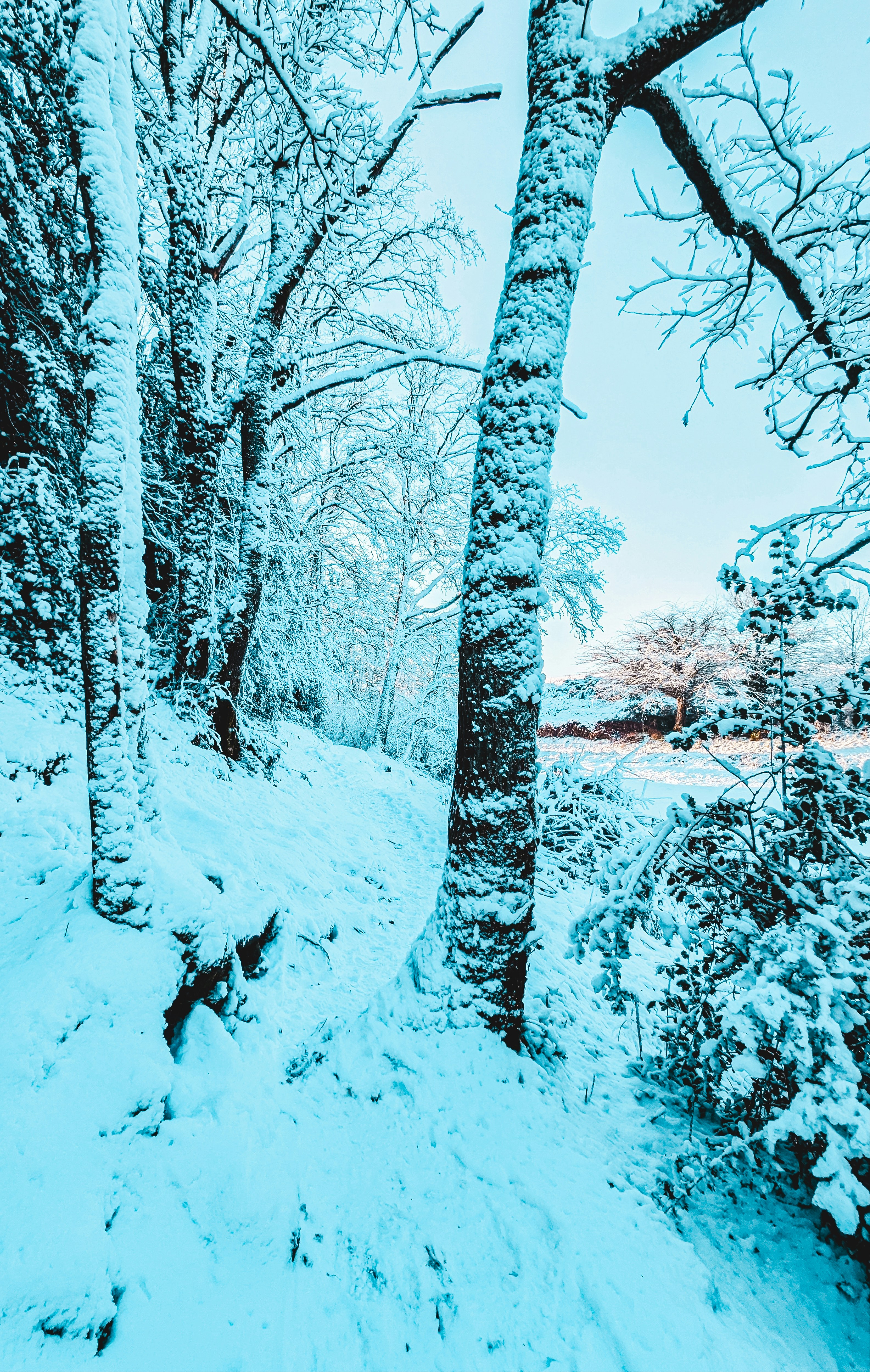 Snow covered trees line a path in a winter forest.