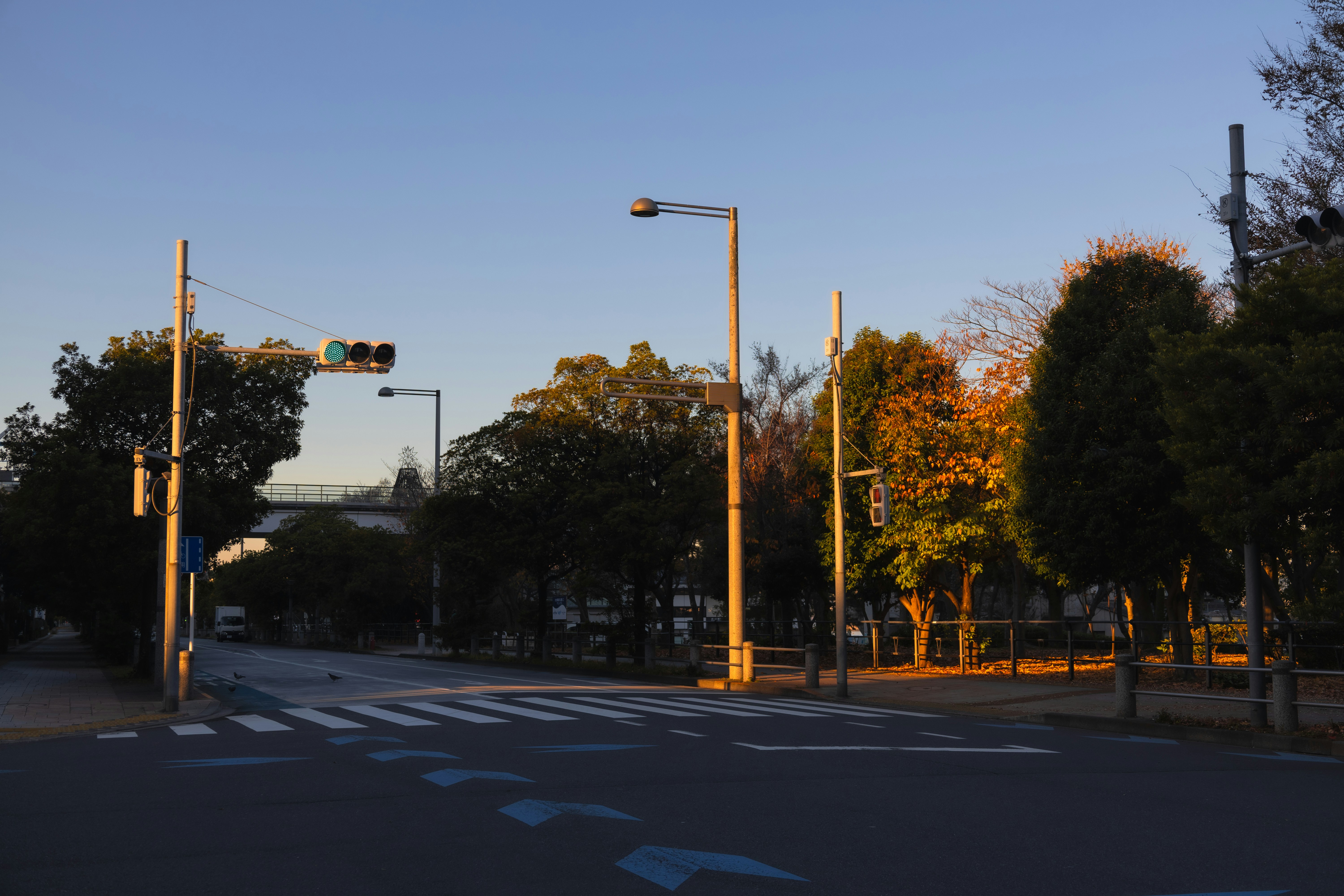 Street intersection with traffic lights and trees at sunset.