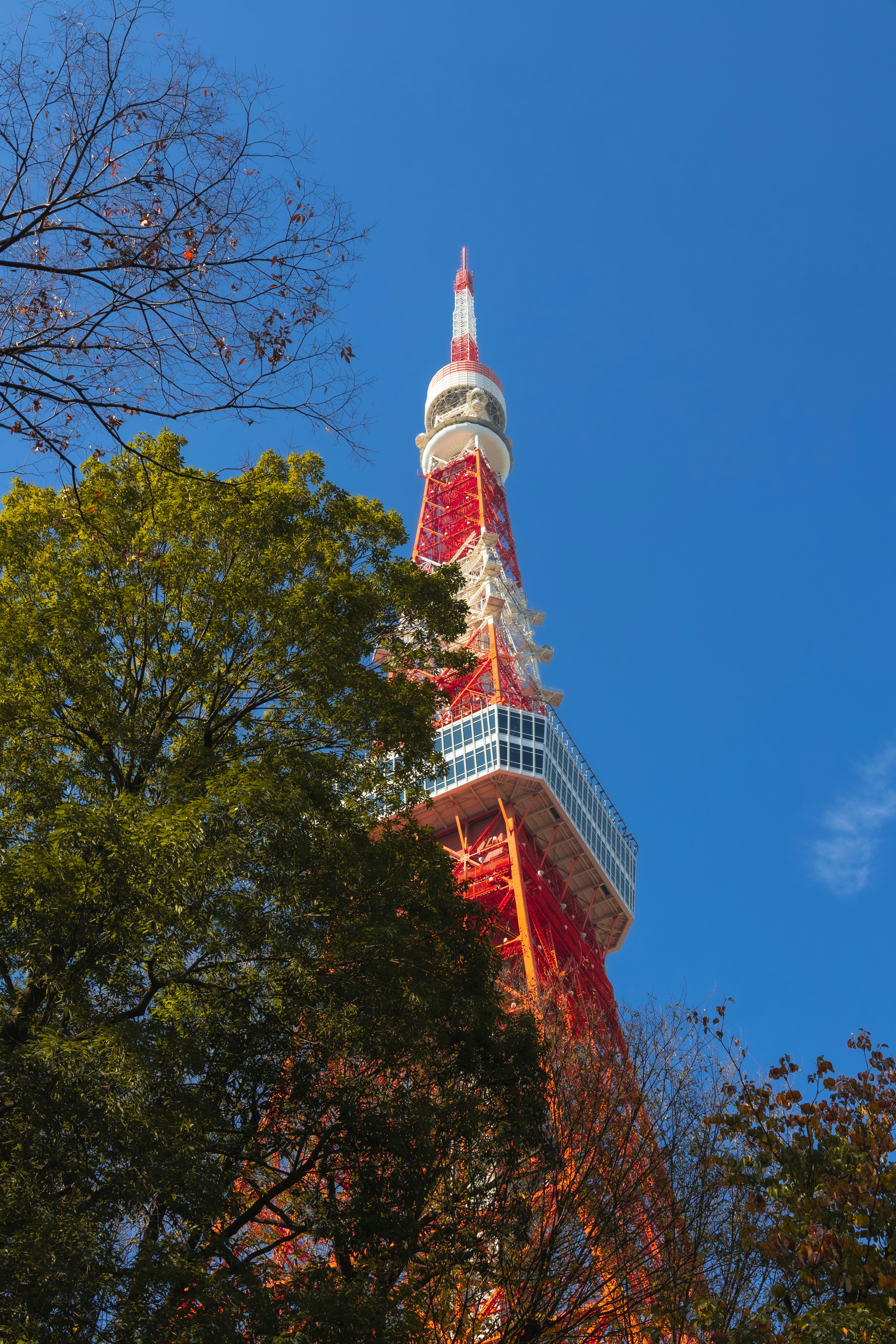 Tokyo tower seen through autumn trees and blue sky
