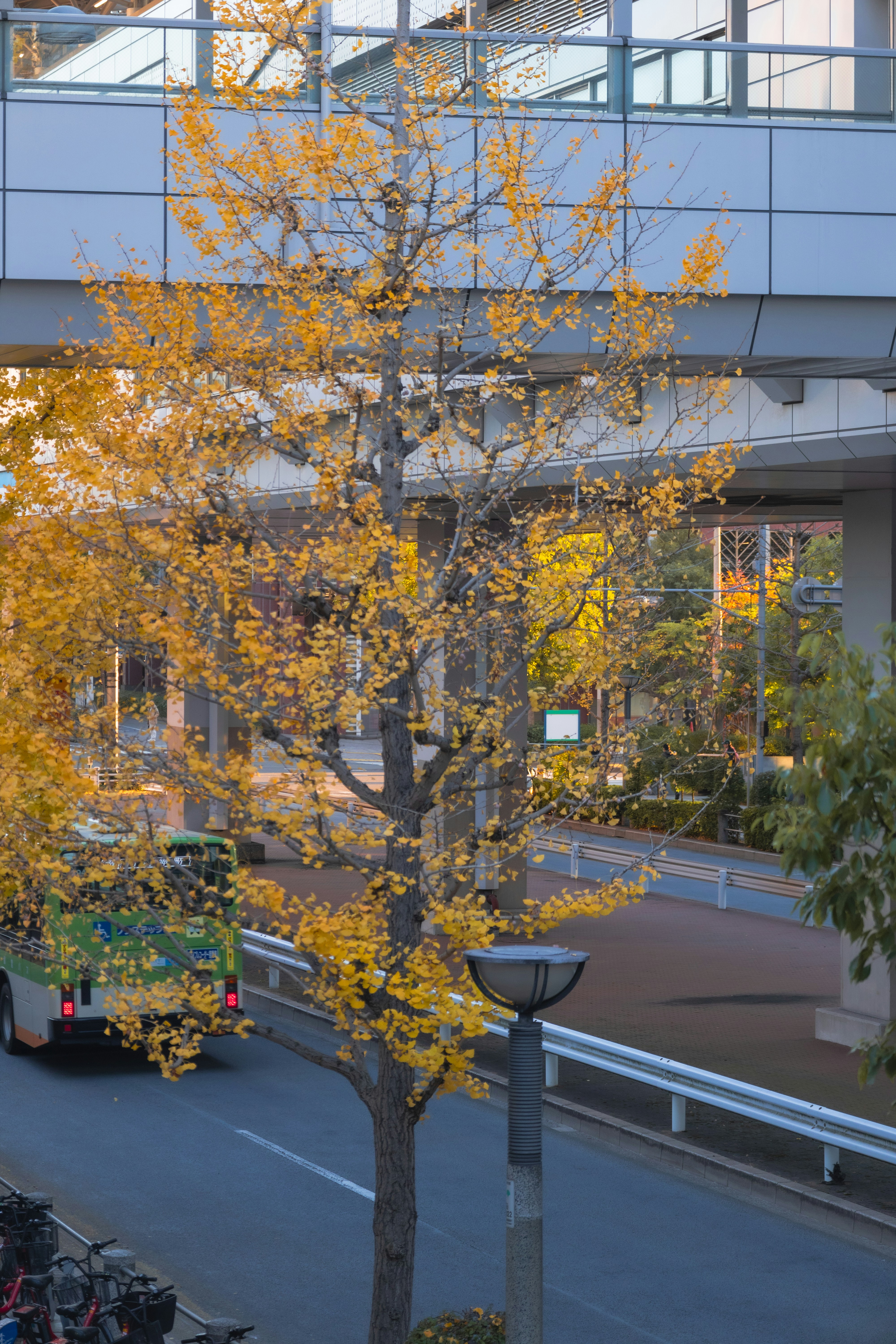 A tree with yellow leaves beside a street and building.