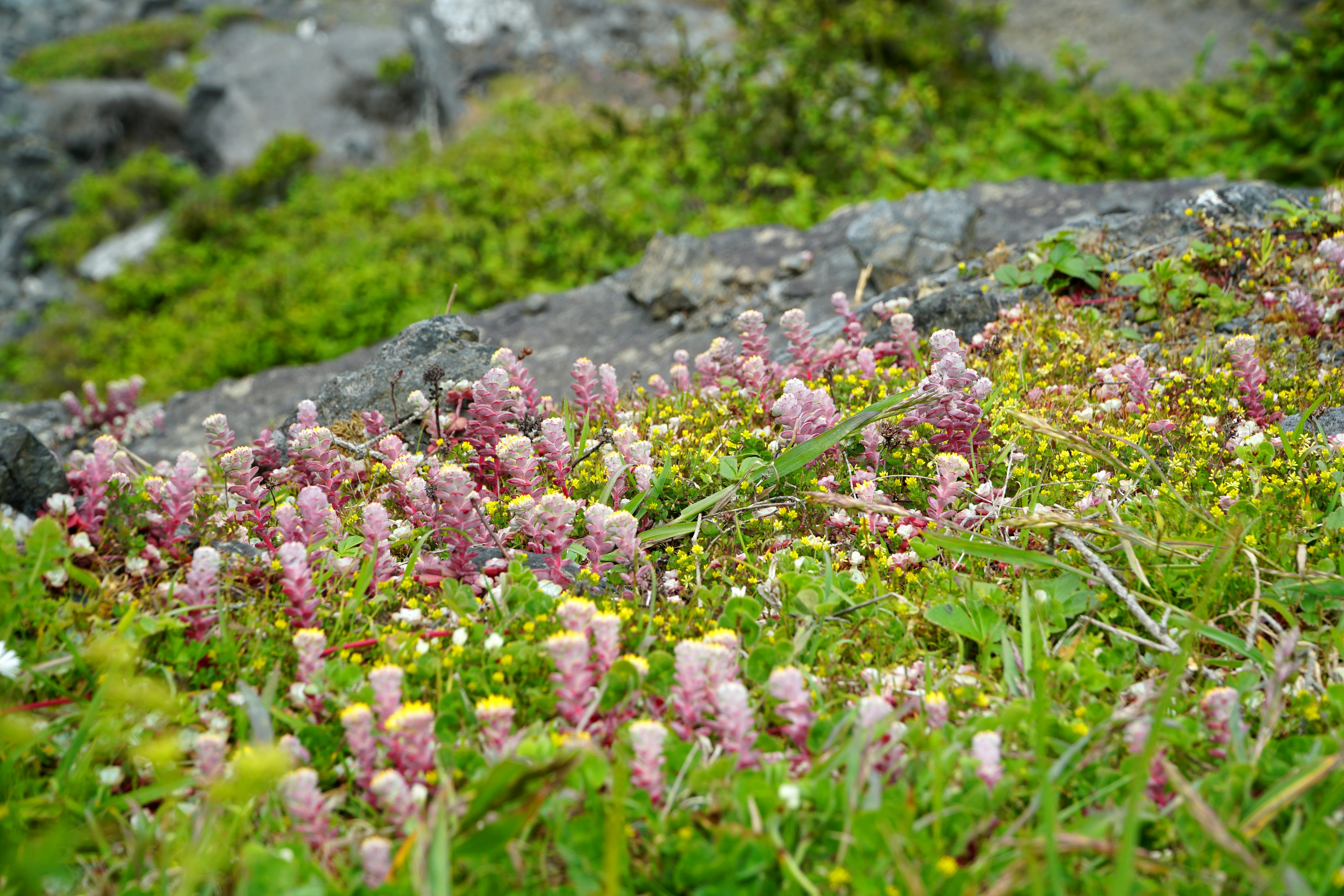 Pequenas flores rosas crescendo em uma encosta rochosa.