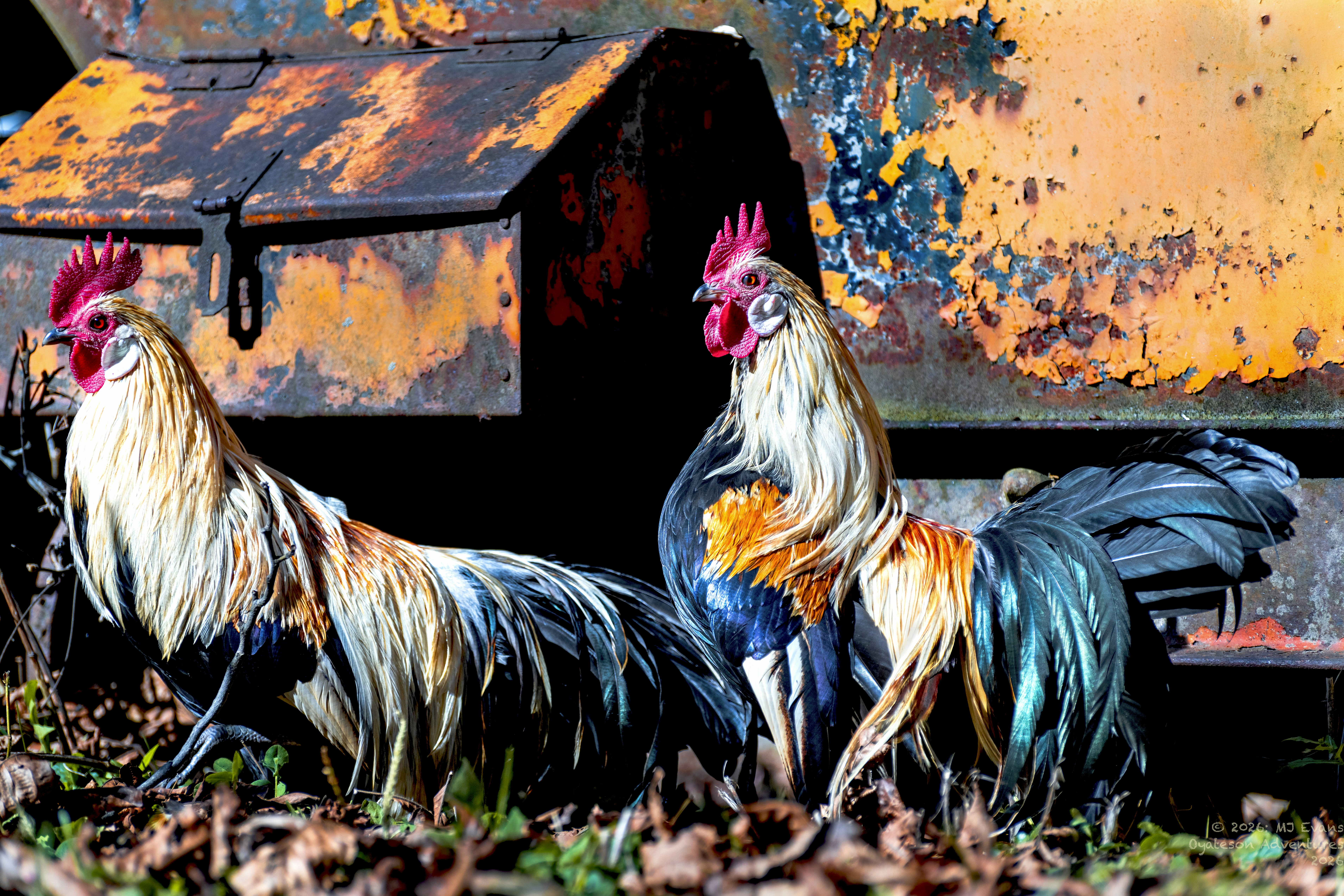 二羽の雄鶏が錆びた金属の構造物の前に立っている。