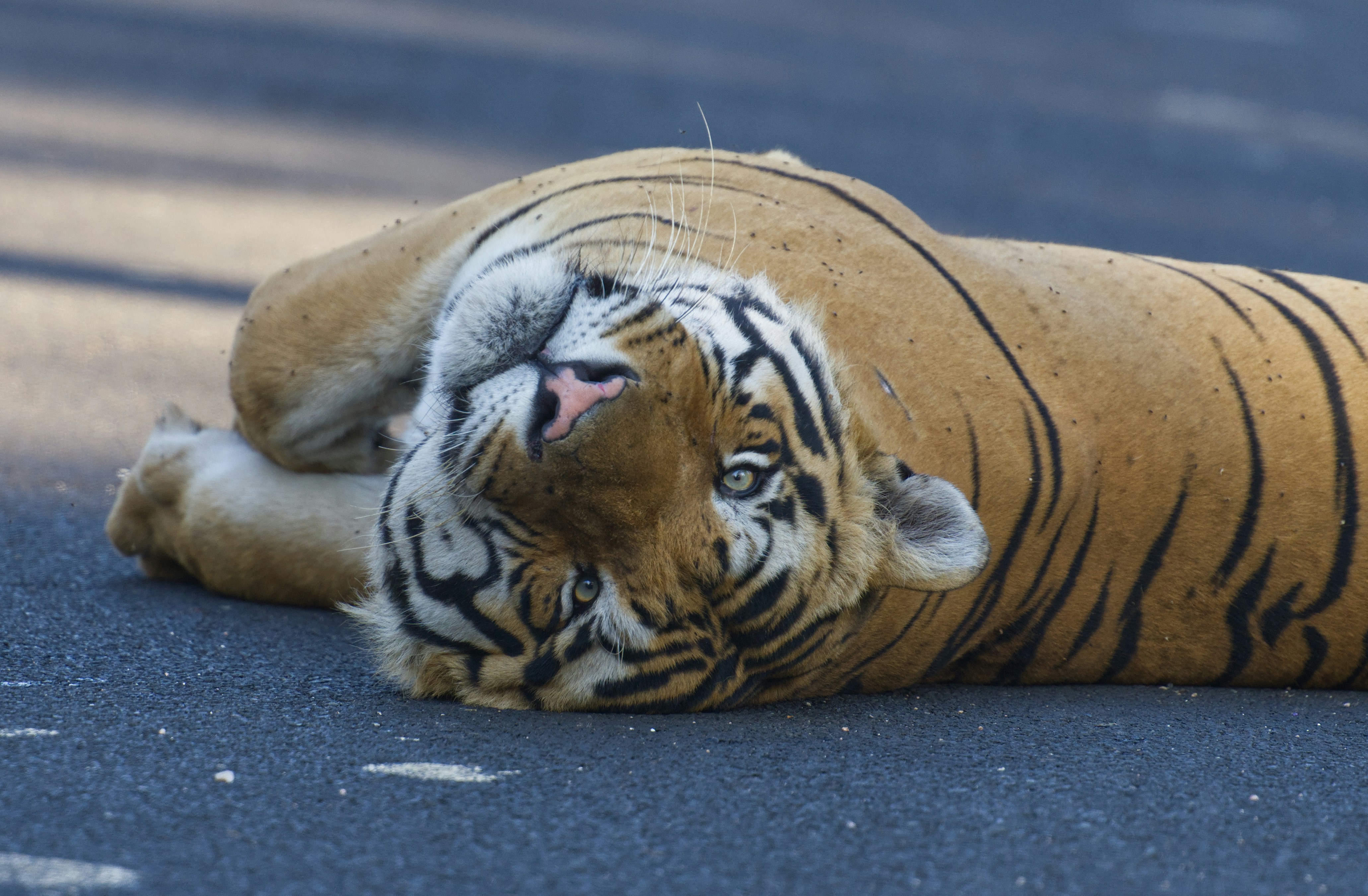 Tadoba National Park, India - None