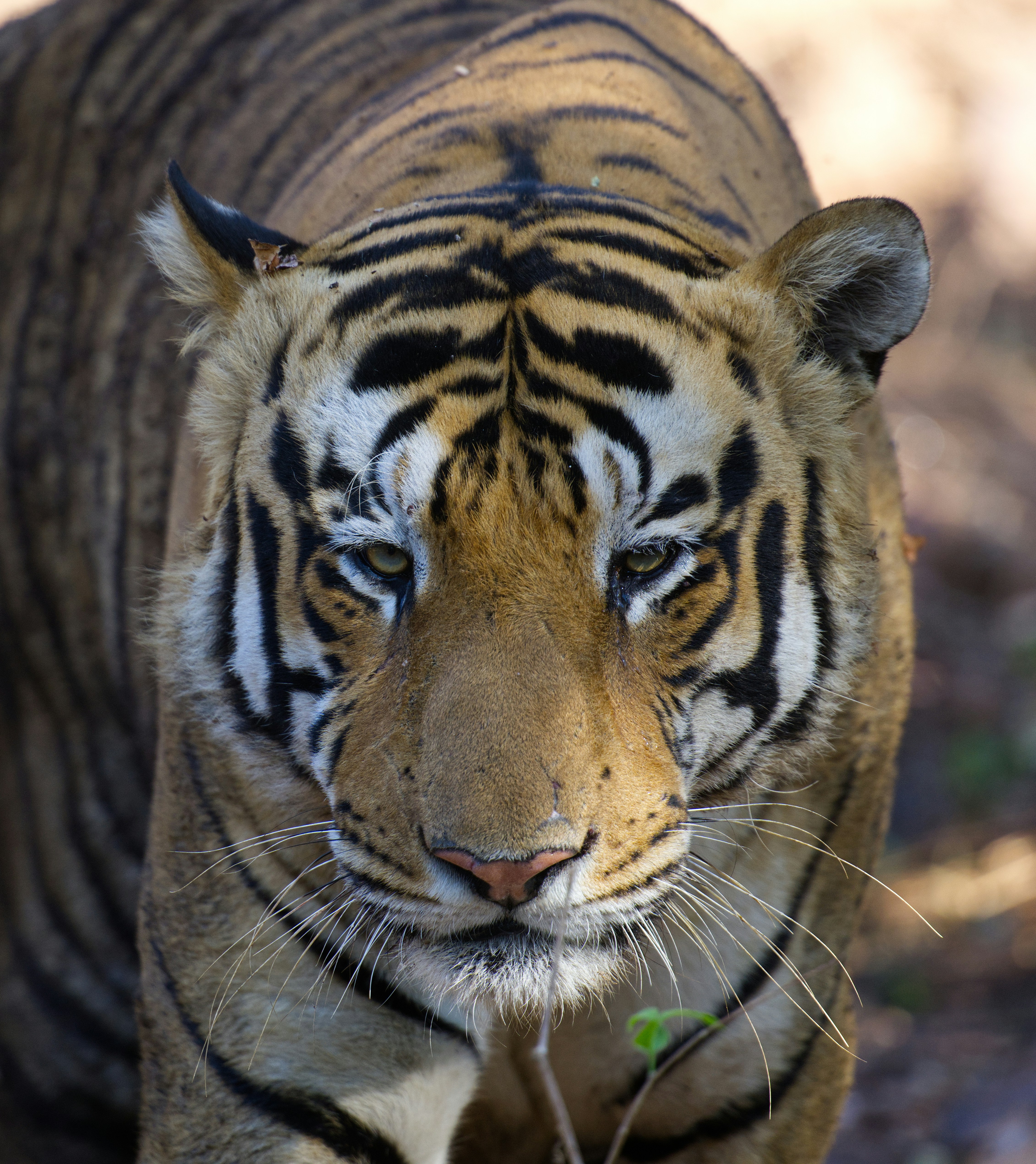 鋭い目を持つ虎の顔のクローズアップ