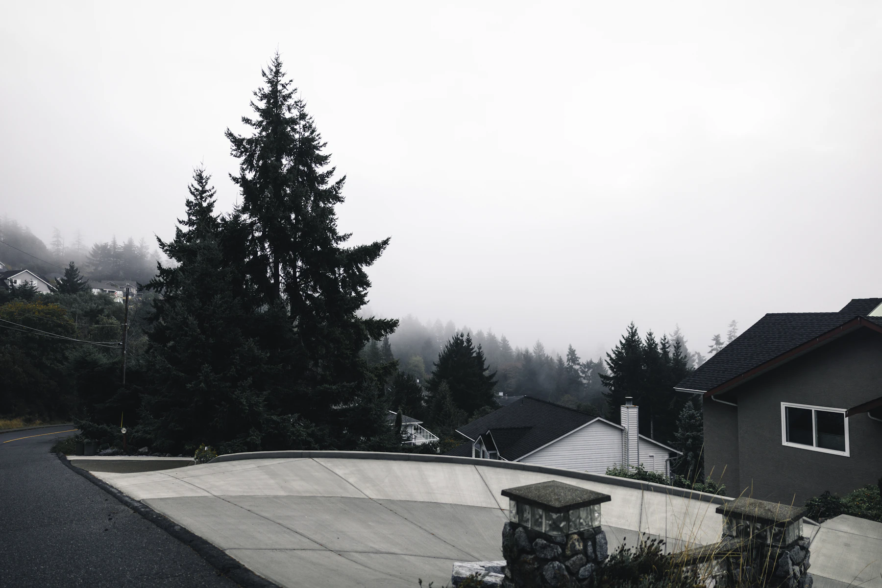 Foggy residential street with evergreen trees and houses