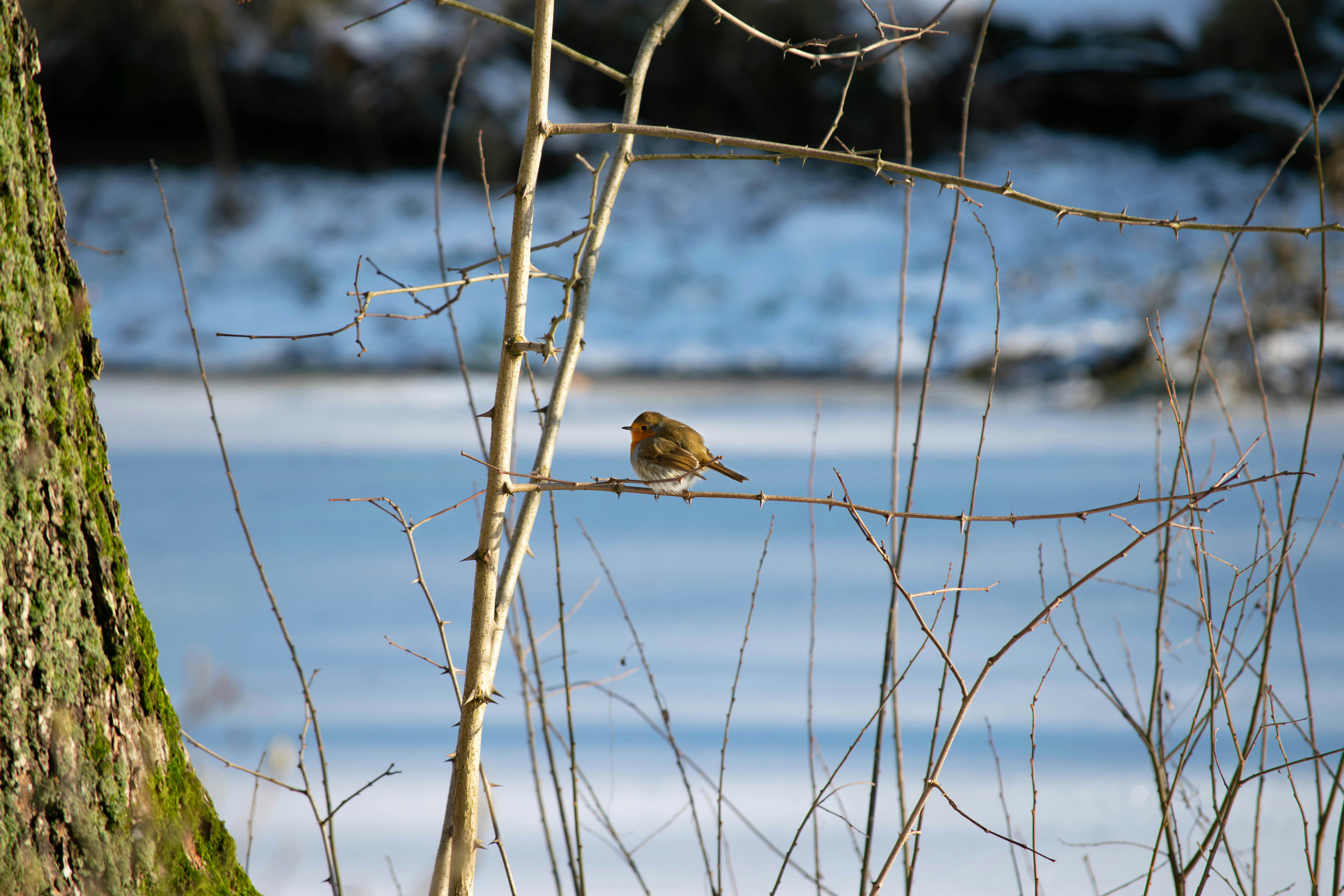 Photo by tea_in_deventer