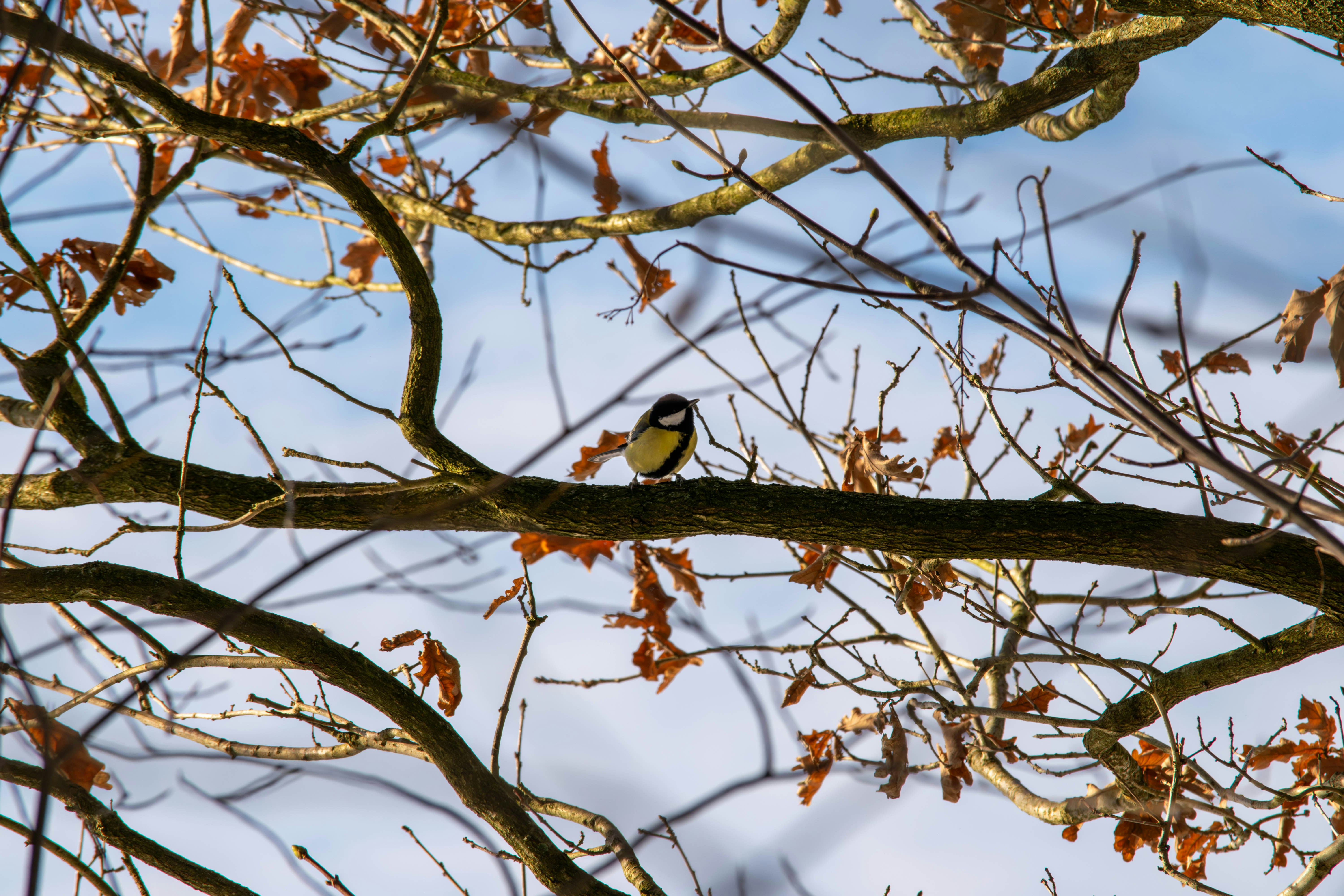 Photo by tea_in_deventer