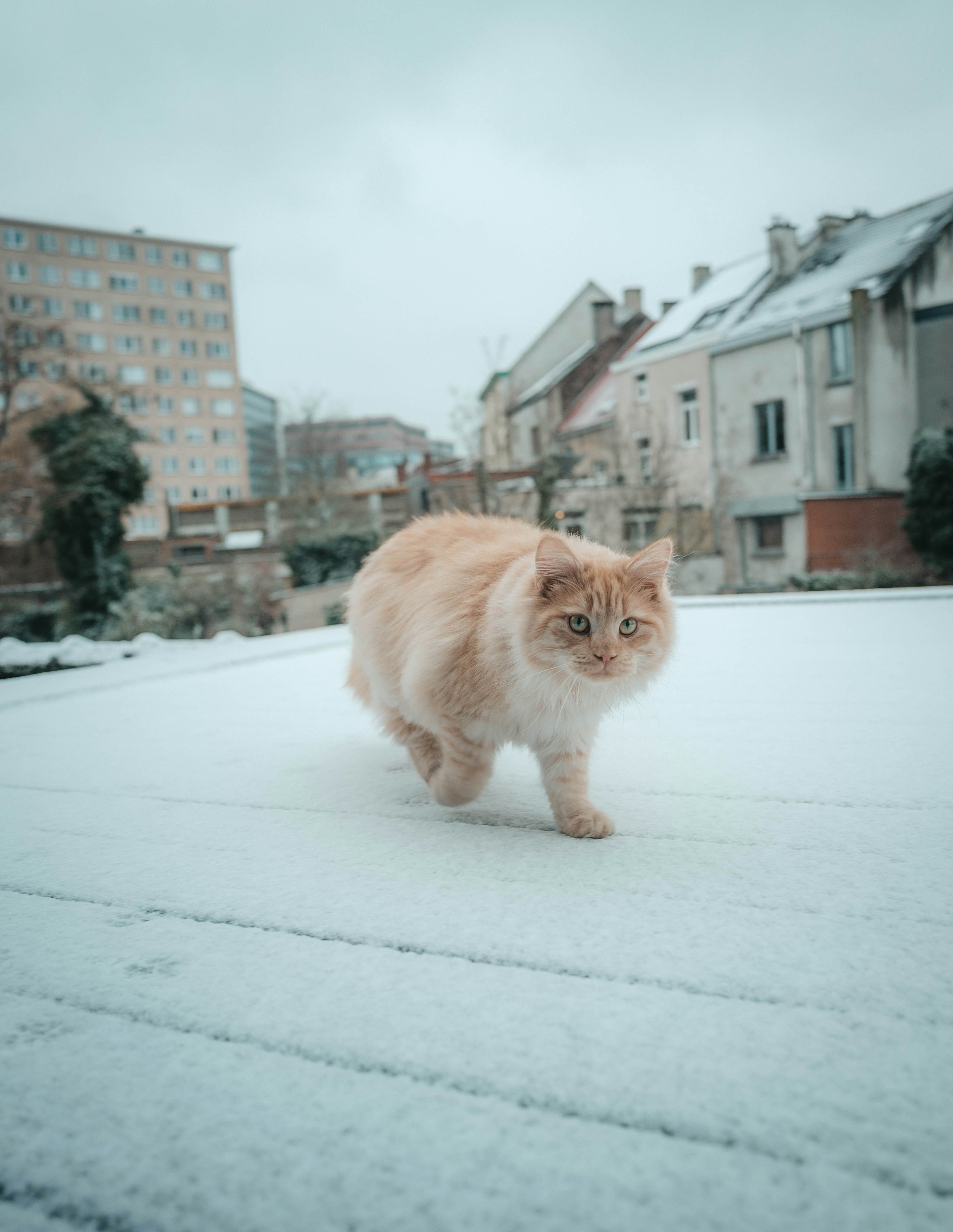 A fluffy orange cat walks on a snowy surface.