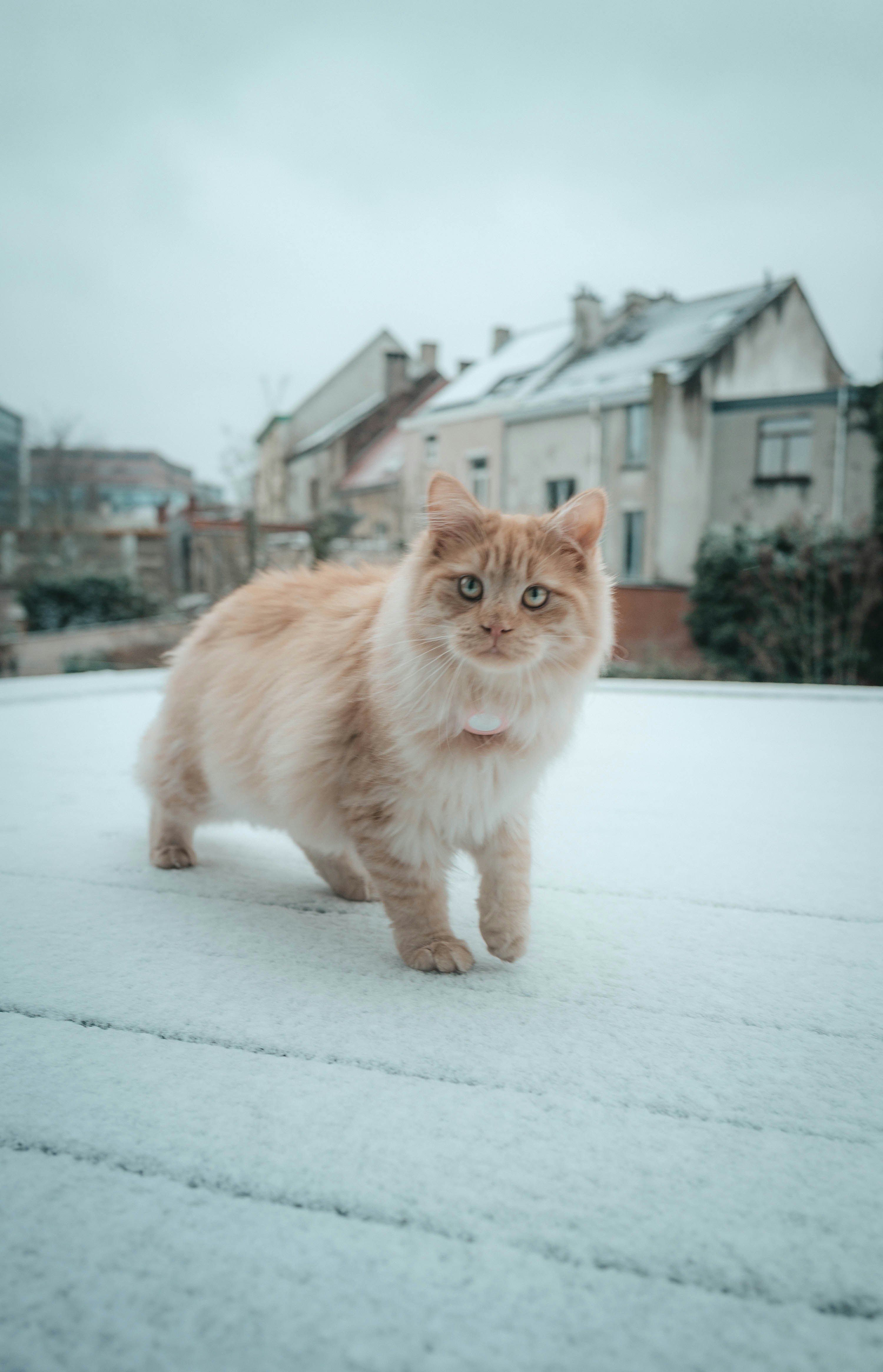 A fluffy orange cat stands on snow with houses behind.