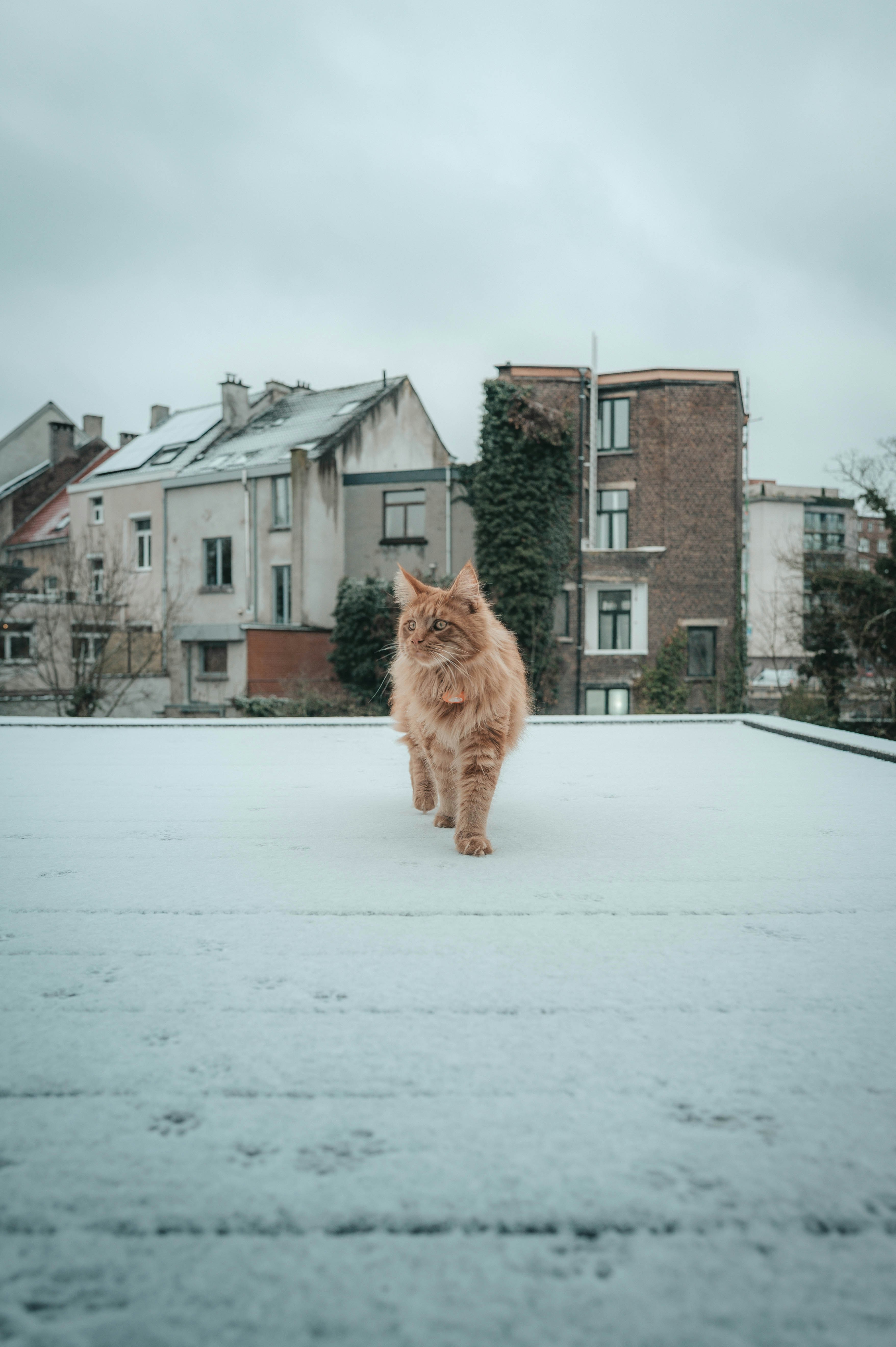 A fluffy orange cat walks on a snowy rooftop.