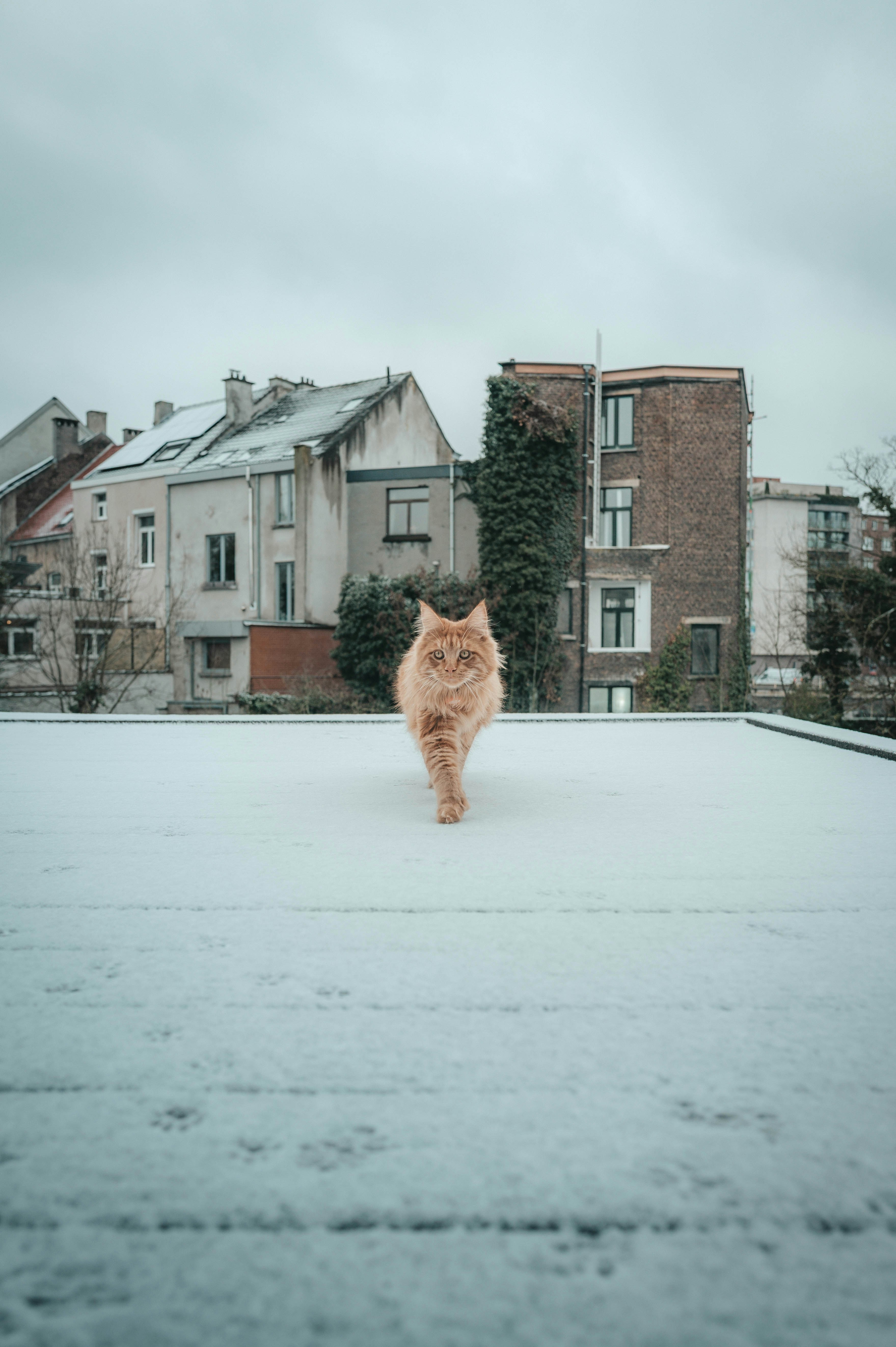A fluffy orange cat walks across a snowy rooftop.