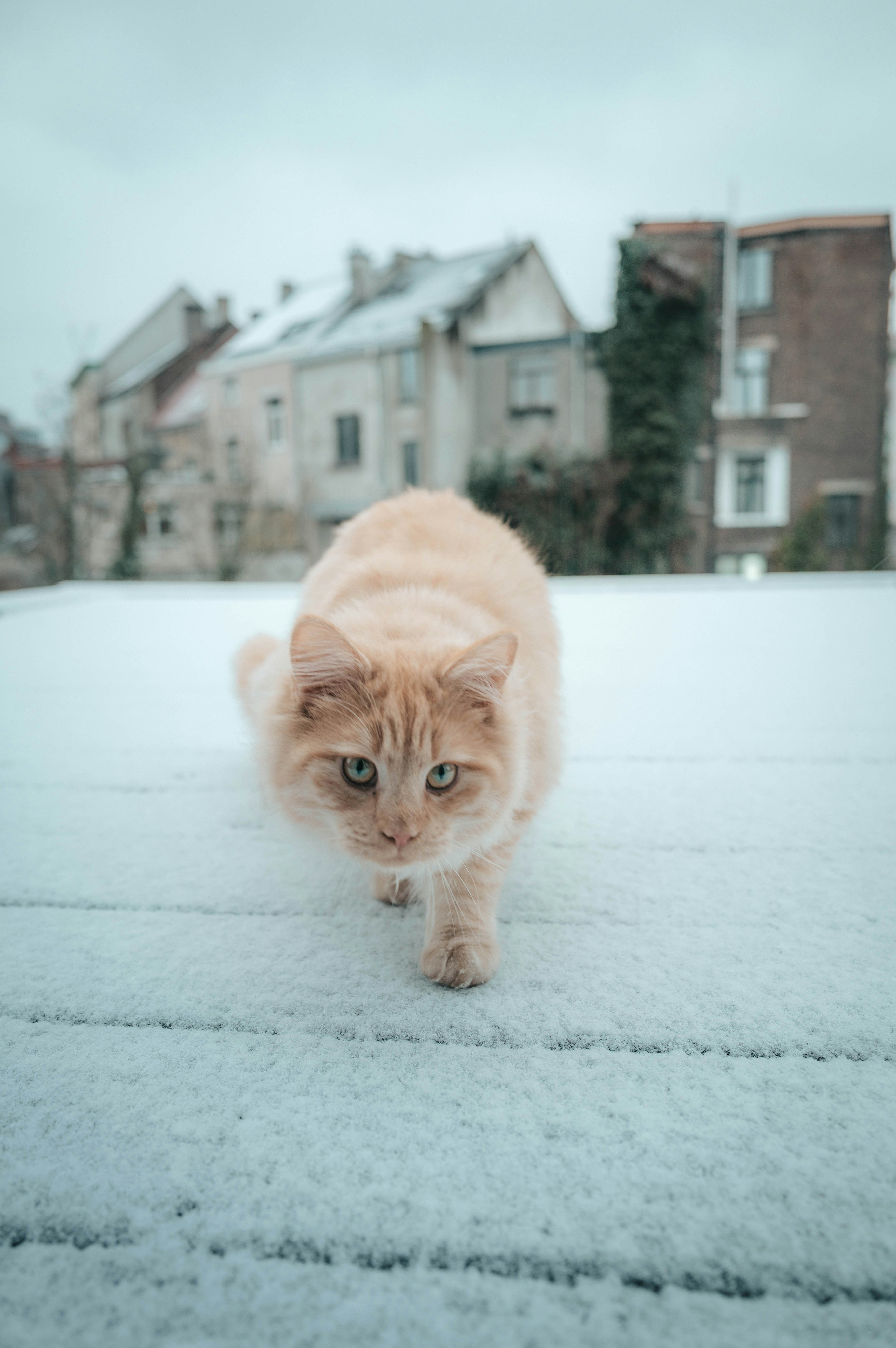 A fluffy orange cat walks on a snowy surface.