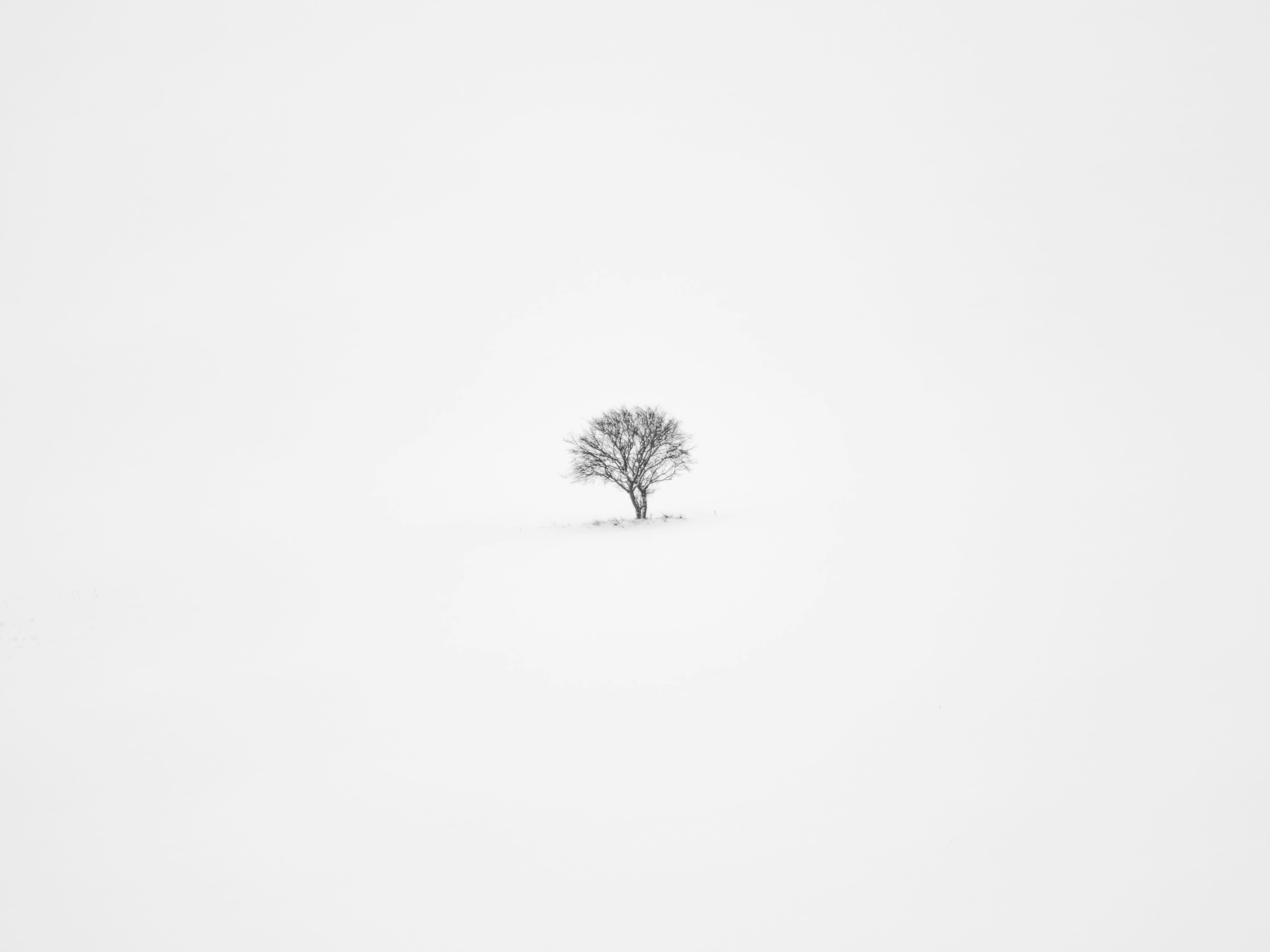 A solitary bare tree stands in a vast snowy field.