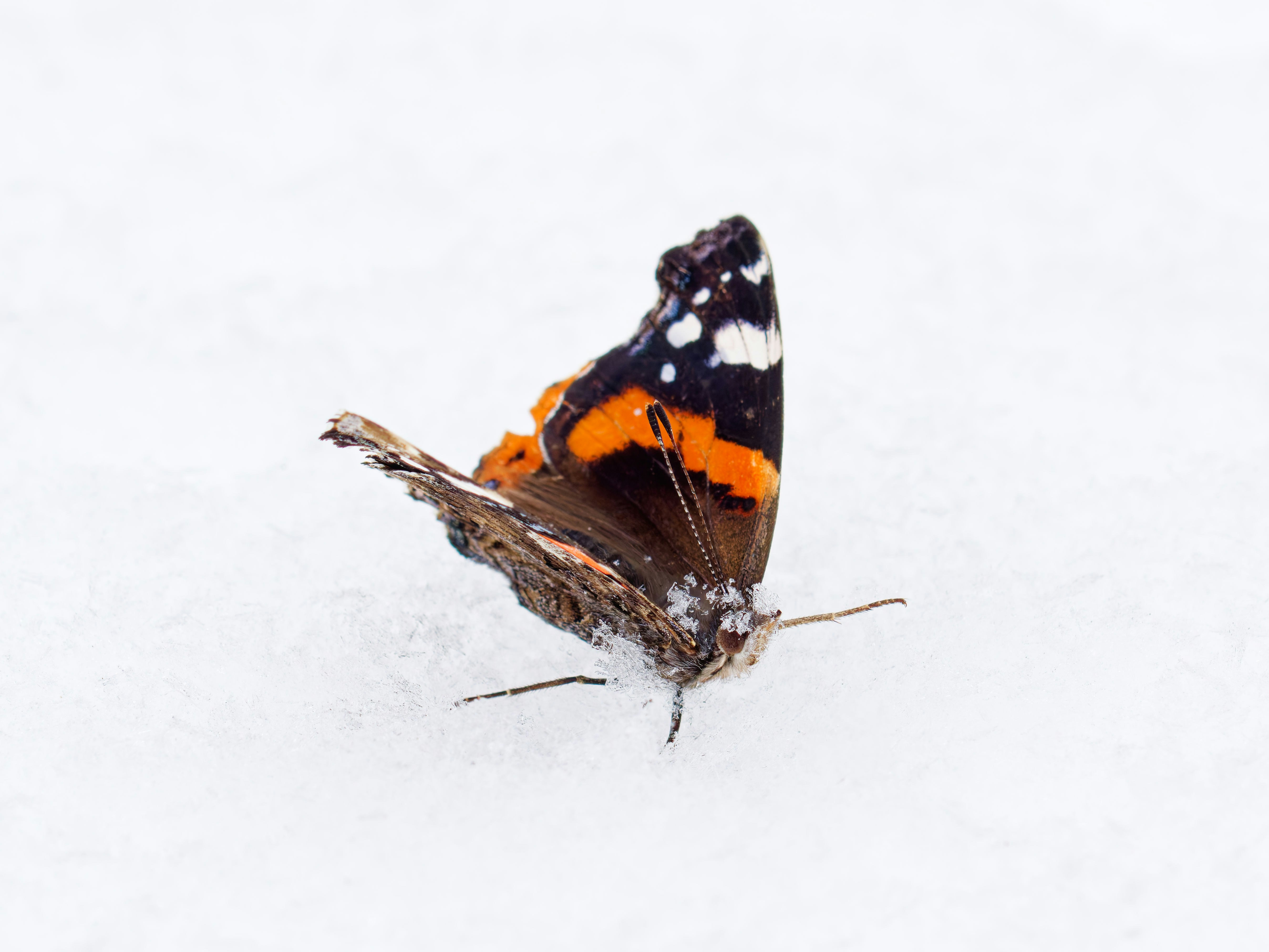 A butterfly rests on a white, snowy surface.