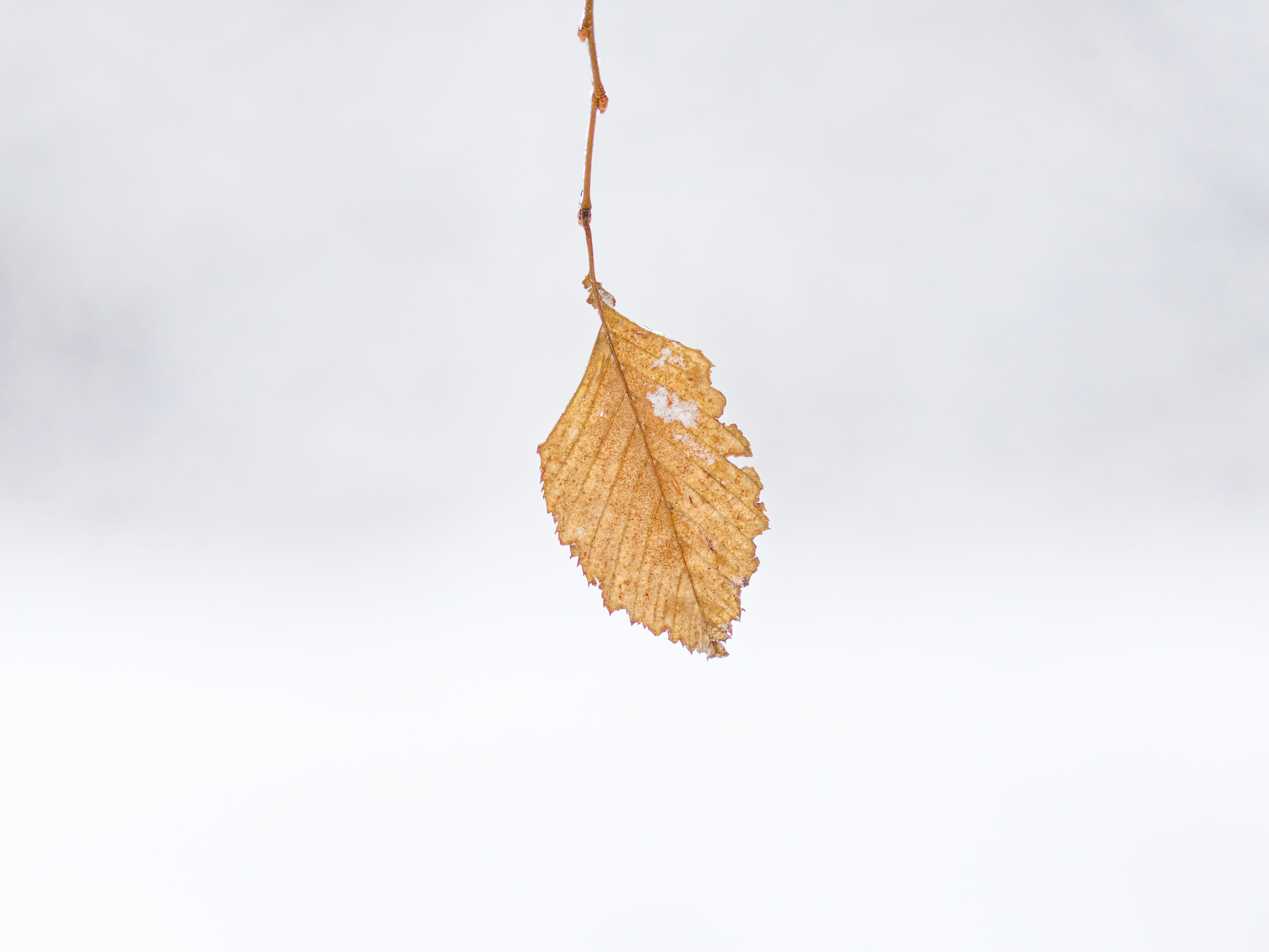 A single dry leaf hangs from a thin branch.