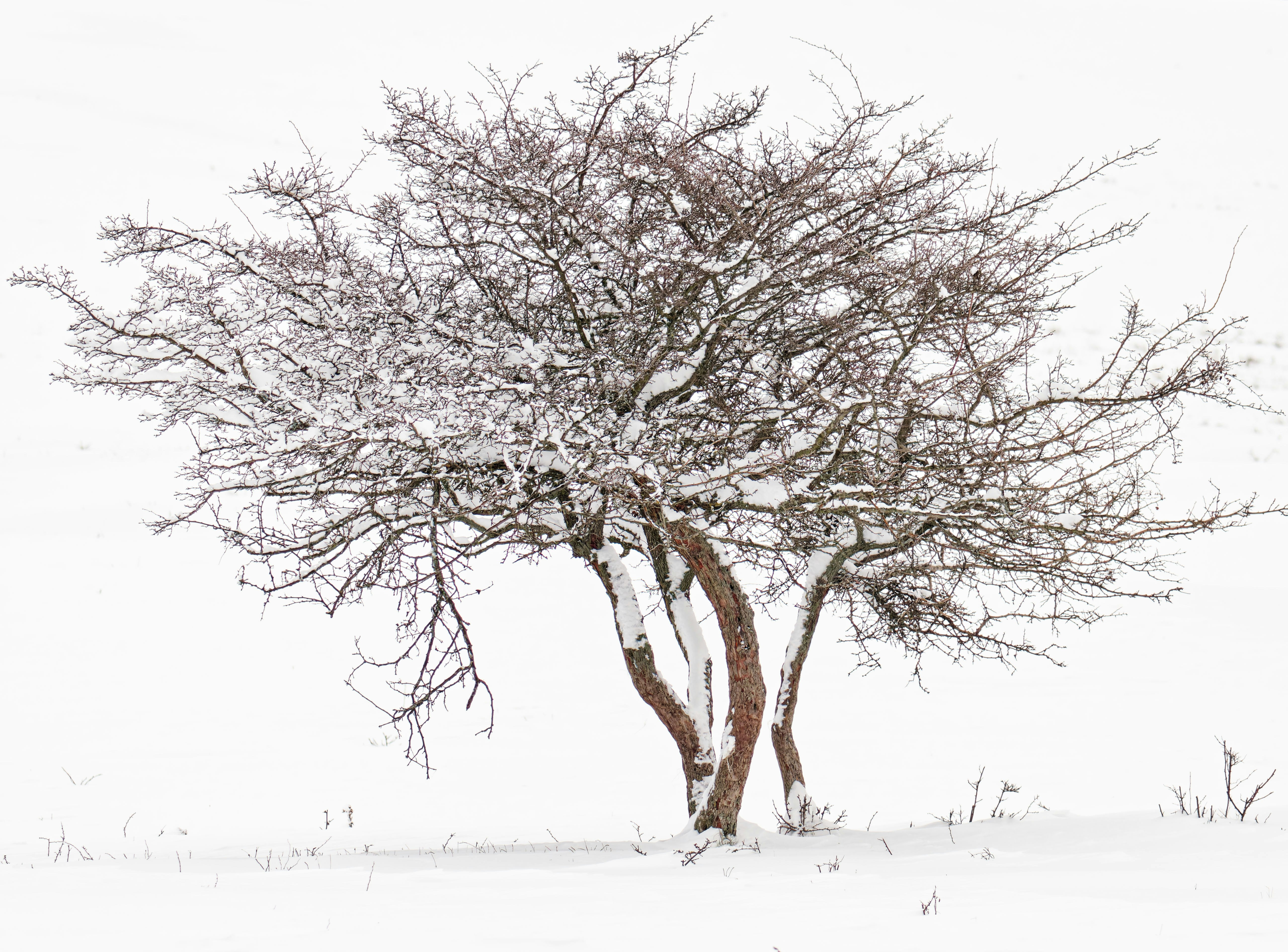 A bare tree covered in snow in a white landscape.