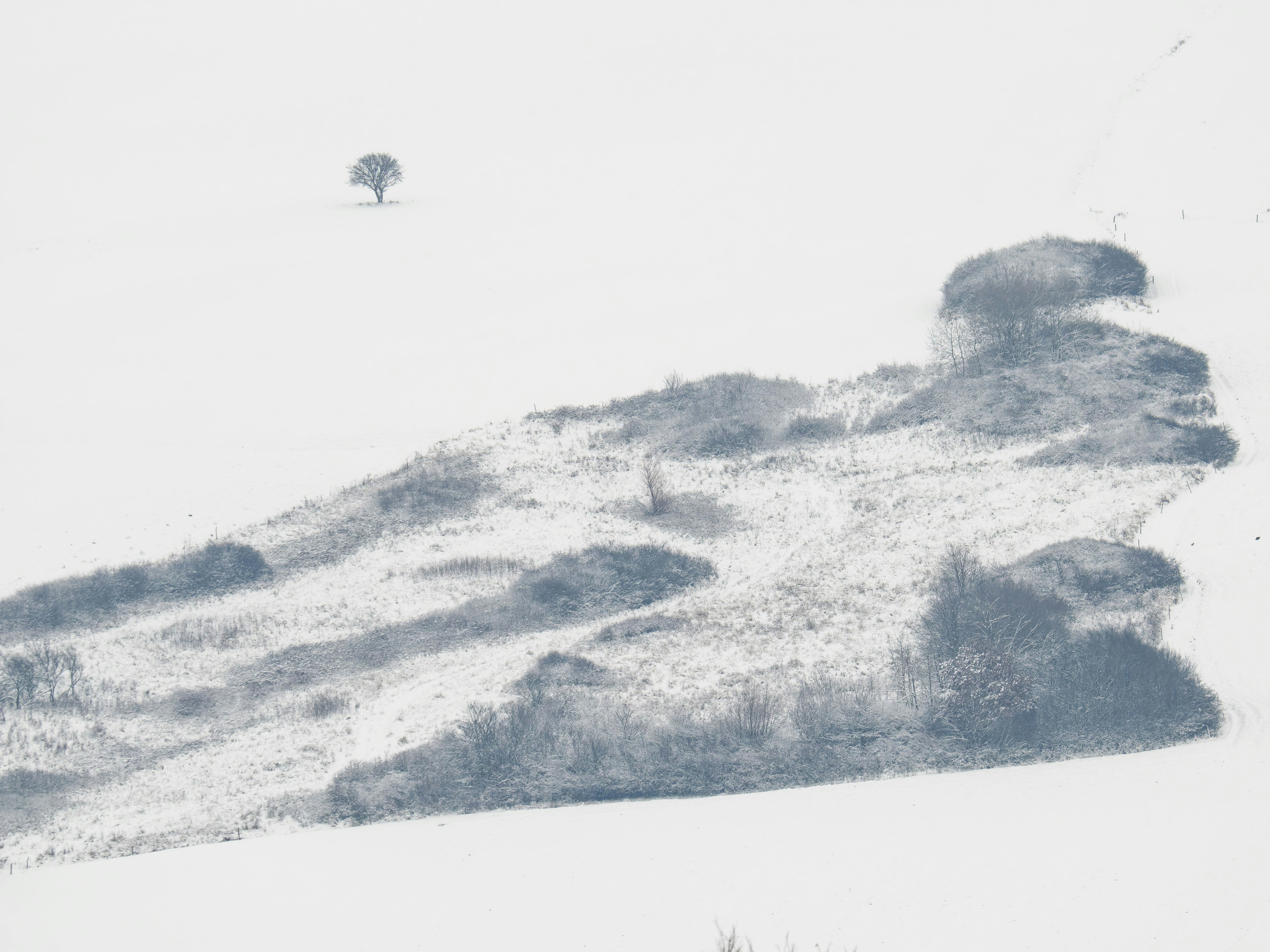 A lone tree stands on a vast, snow-covered landscape.