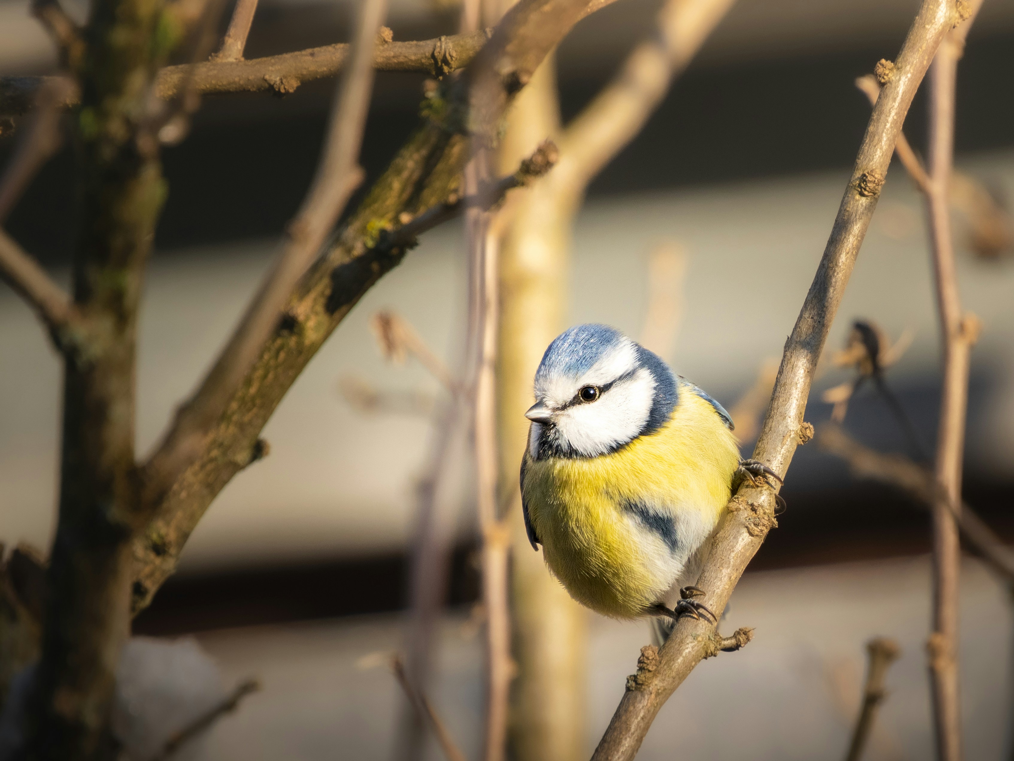 A blue tit perched on a bare branch.