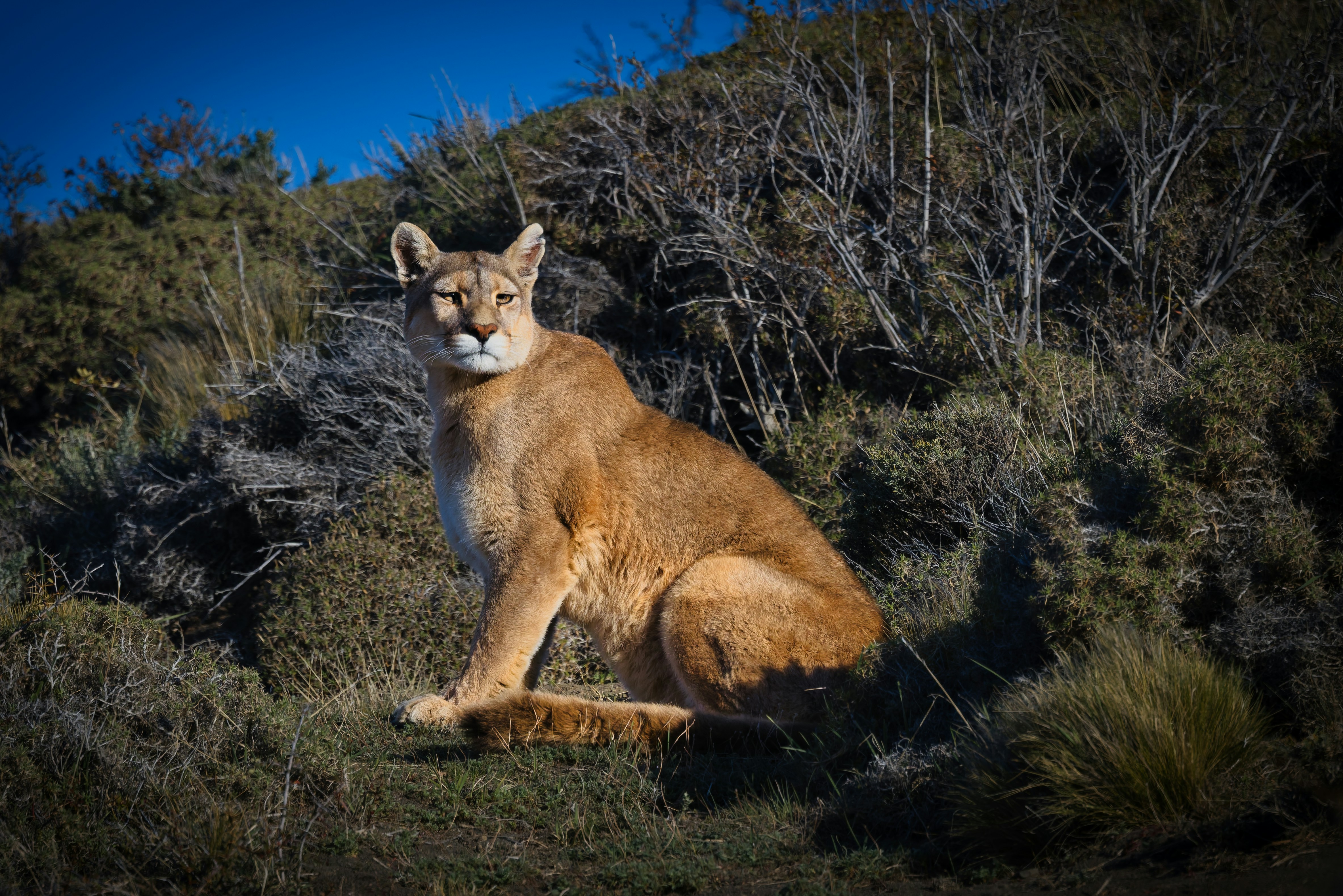 A cougar sits alertly in a dry, grassy landscape.