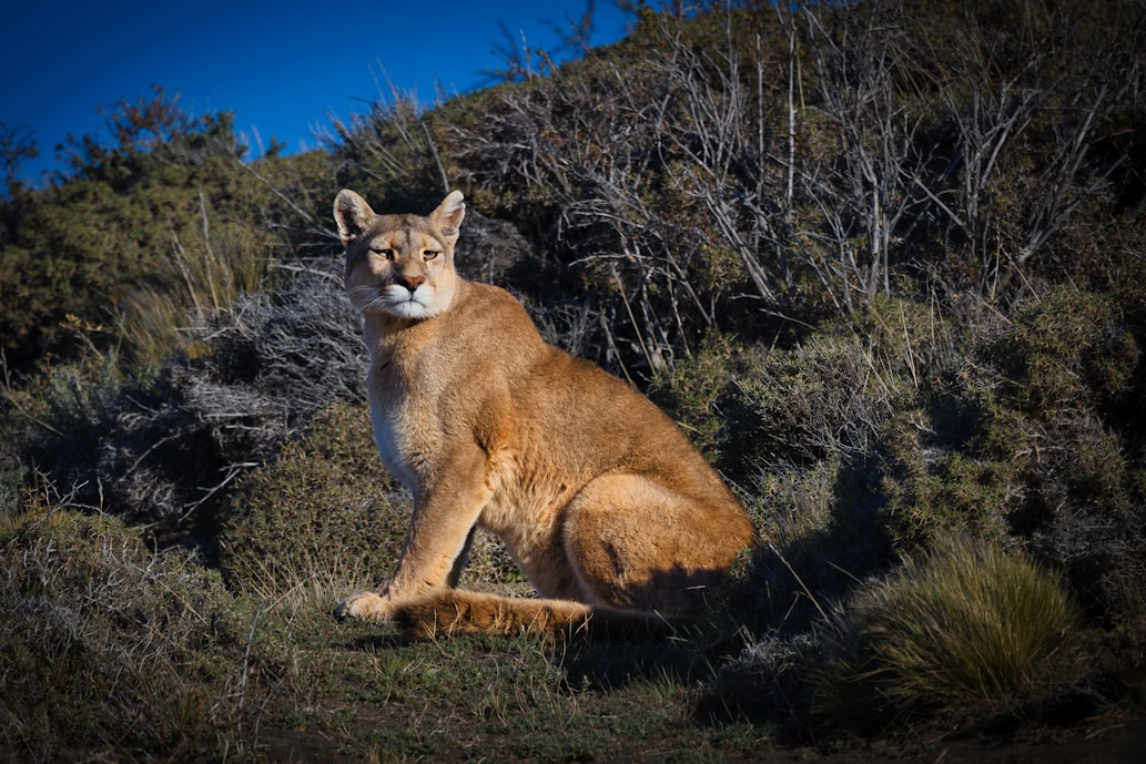 Photograph Pumas in Patagonia