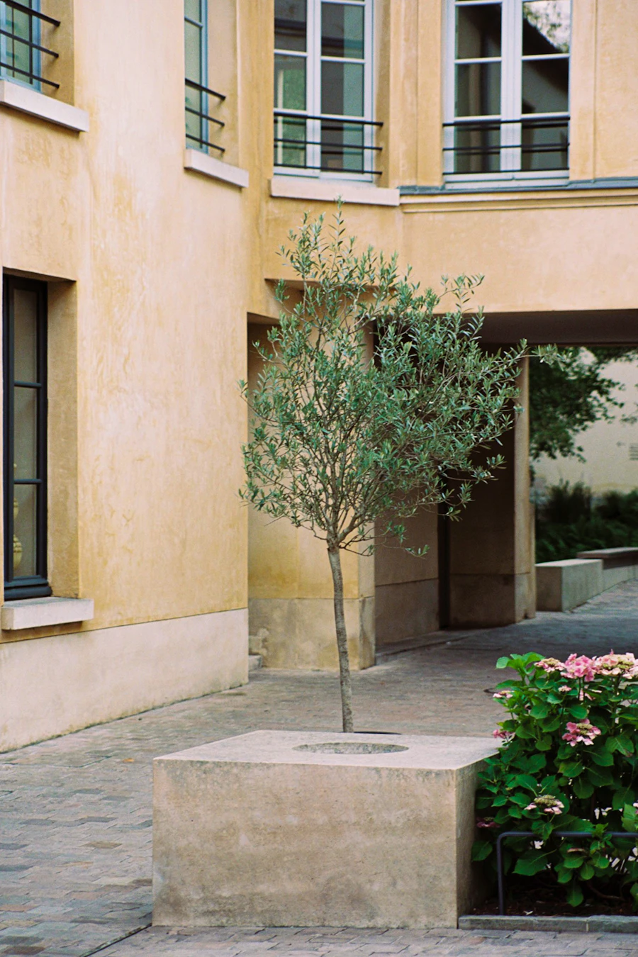 Small tree in a concrete planter beside a building