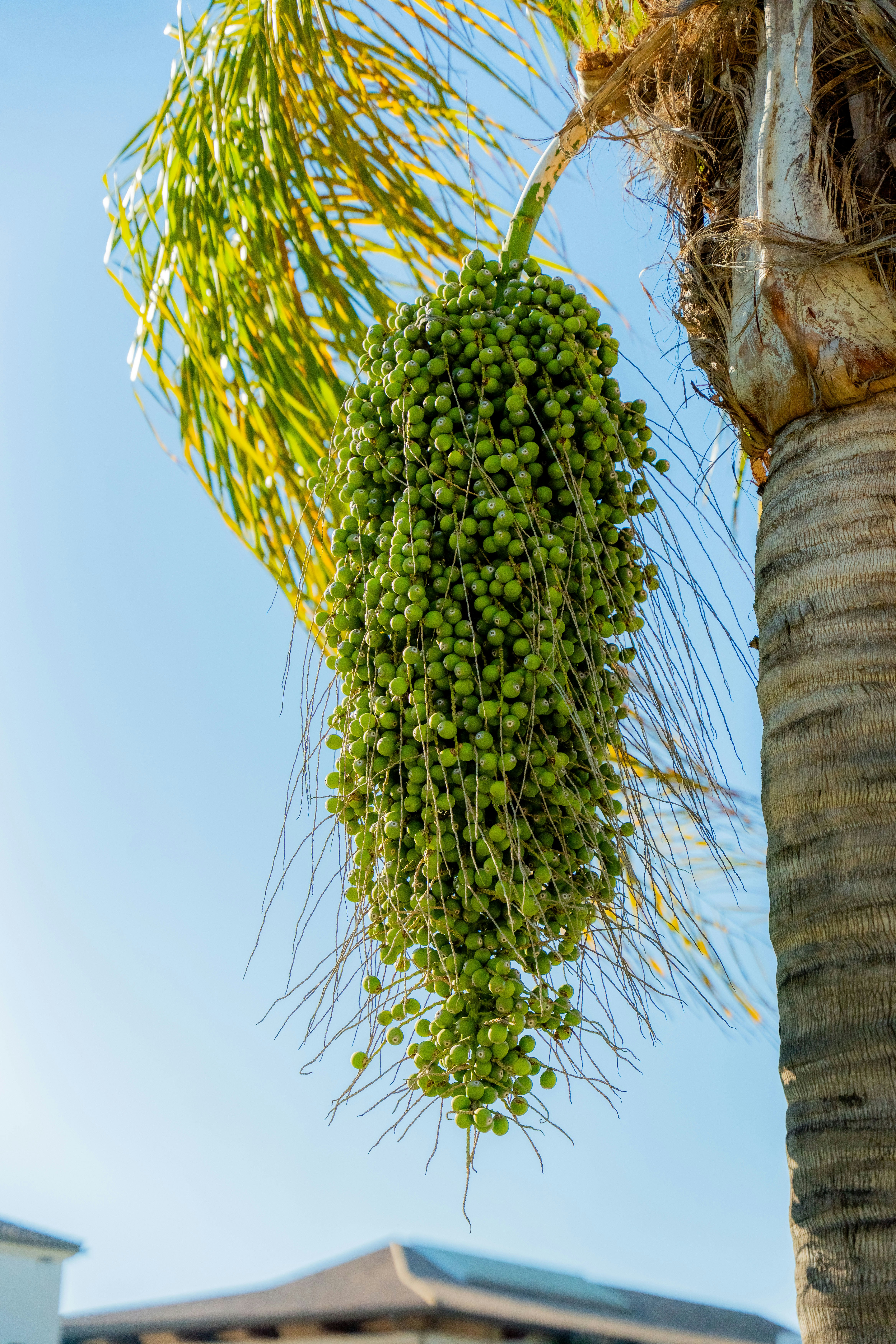 A cluster of green palm tree berries hangs down