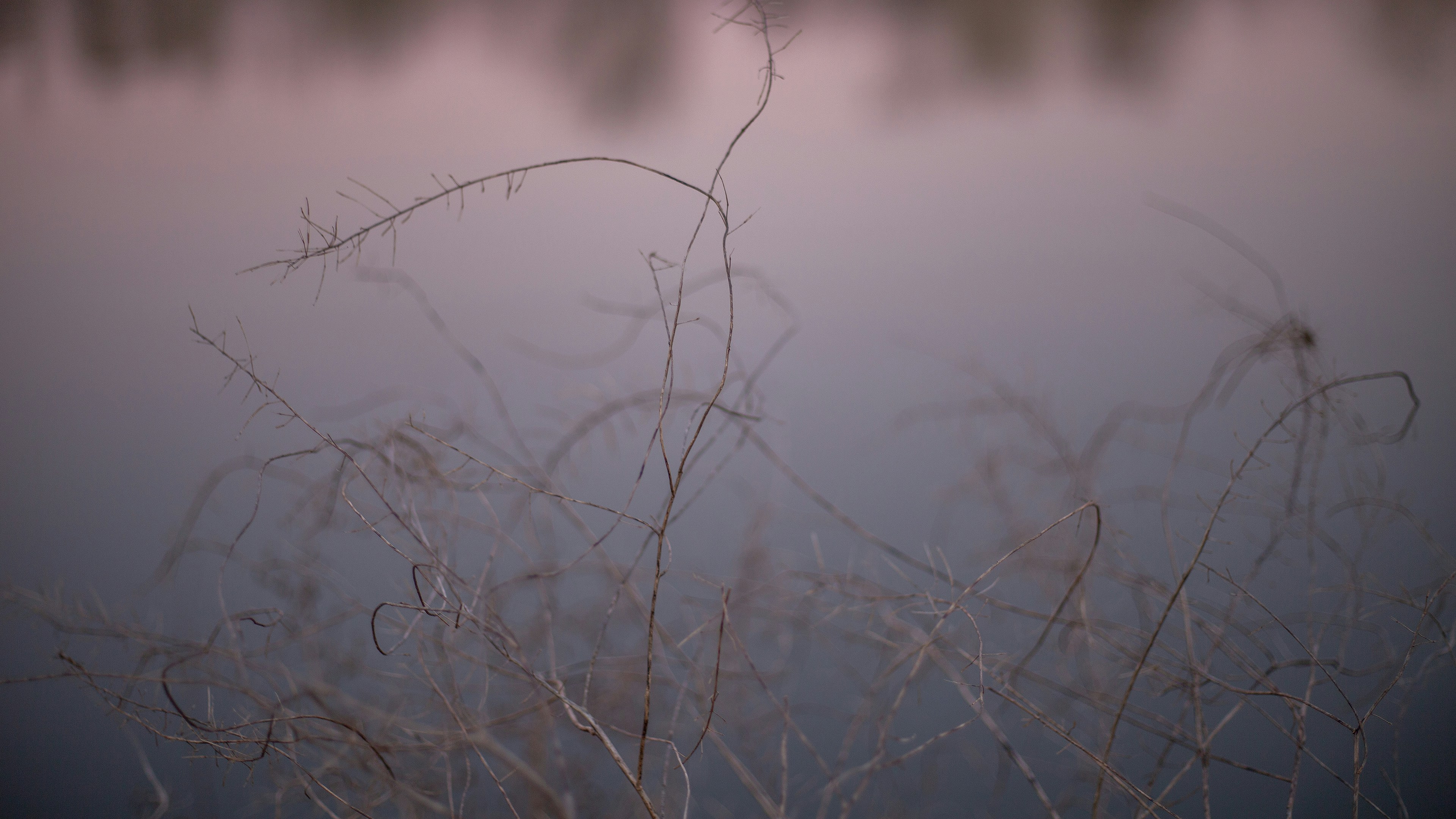 L’herbe sèche avance dans une lumière douce et tamise